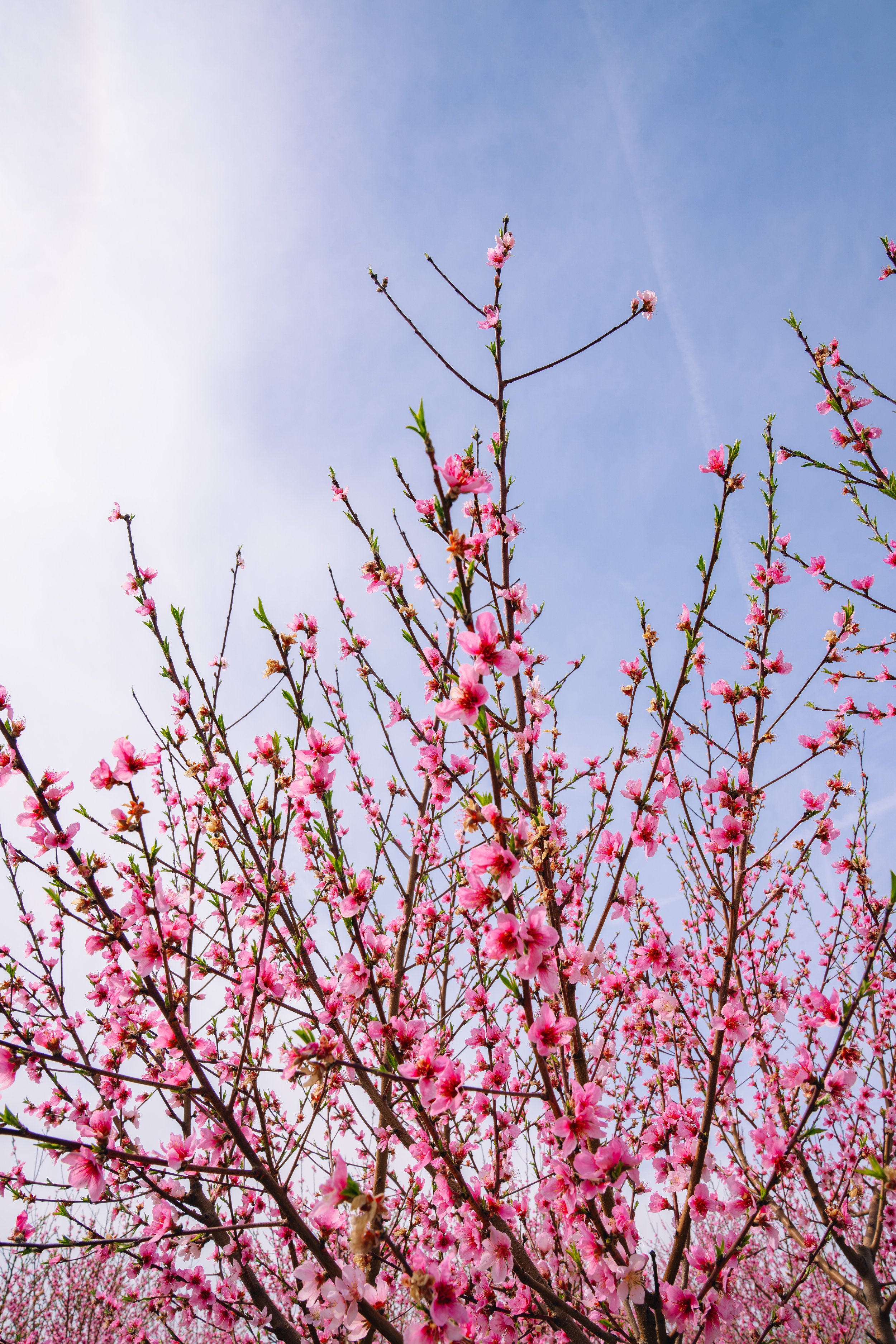 Milstadt Peach Trees (3-23-26)-38.jpg