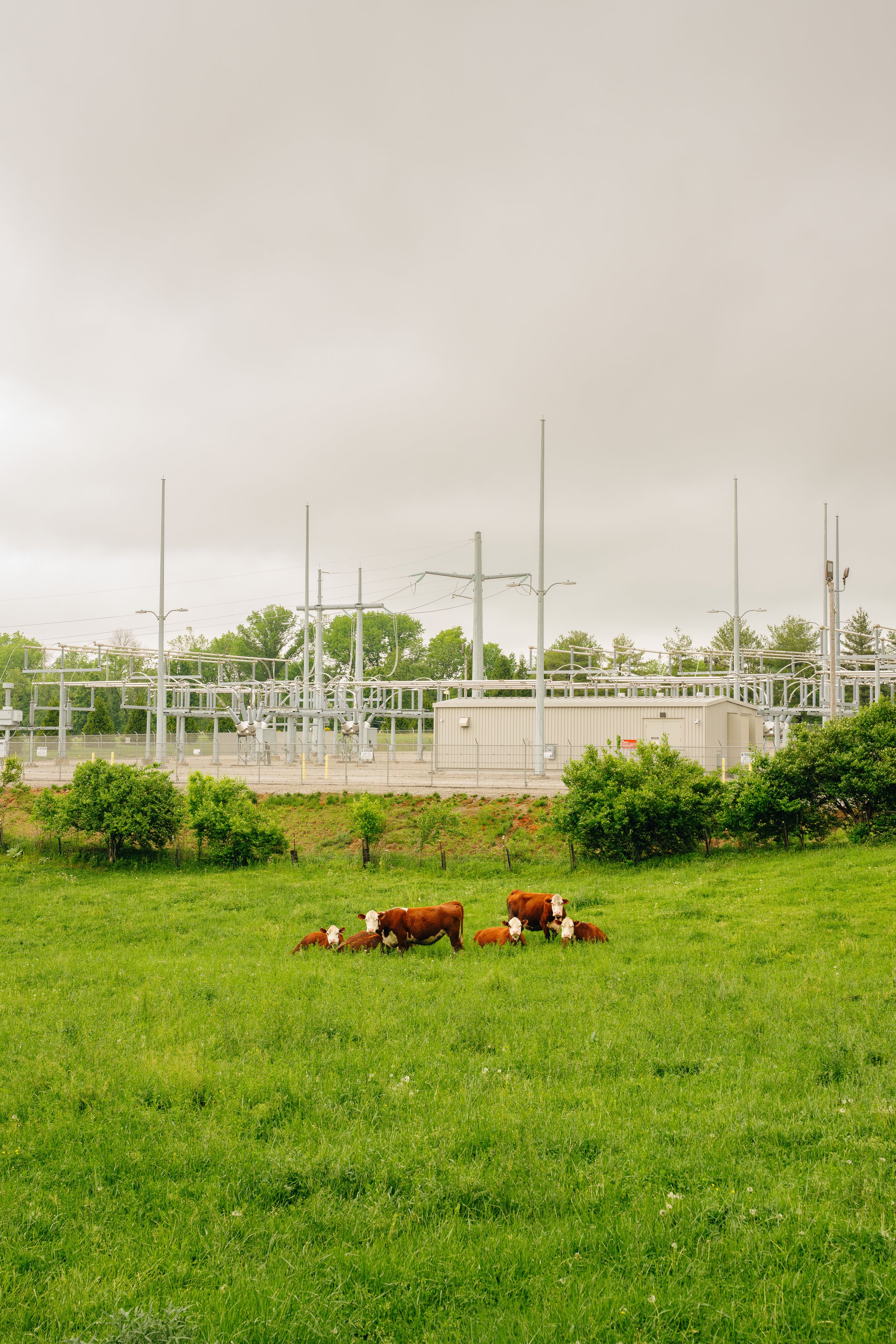 Cows & Transformer (4-29-25)-2.jpg