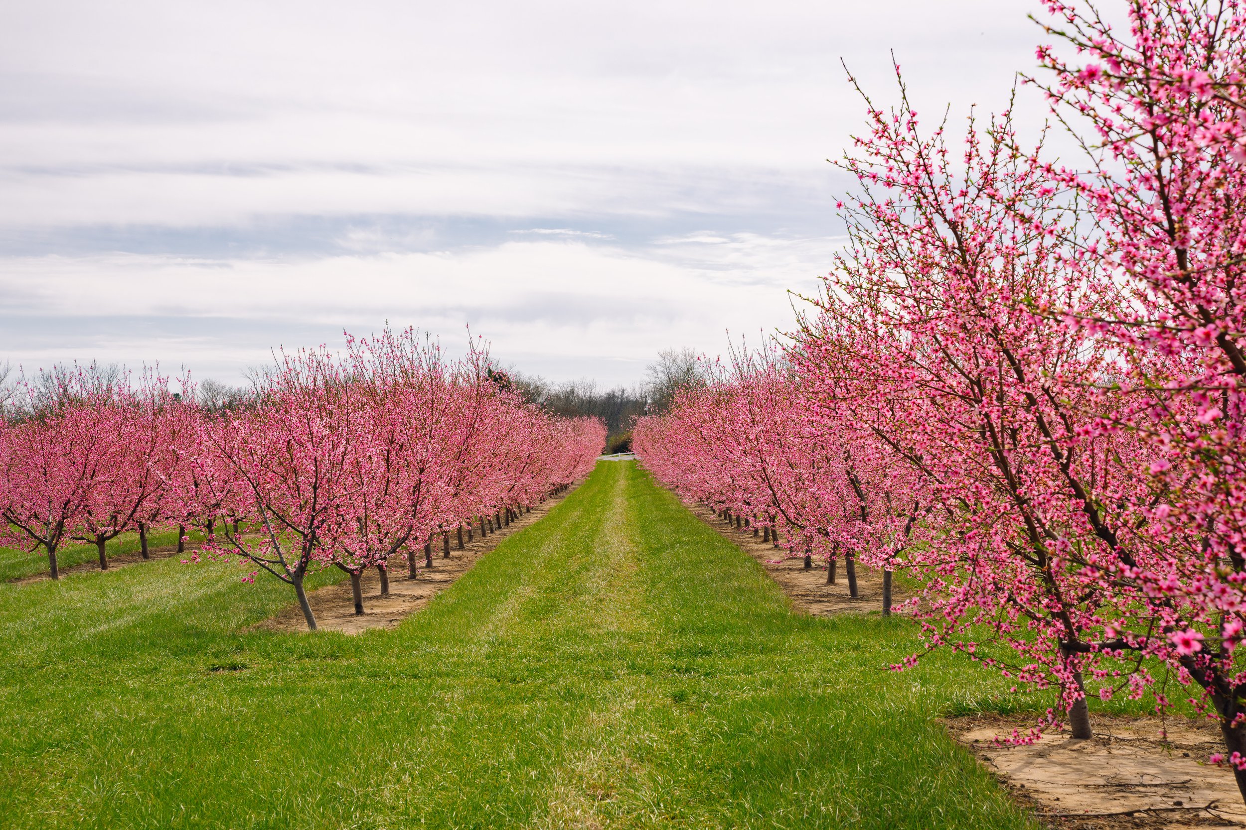 Milstadt Peach Trees (3-23-26)-41.jpg
