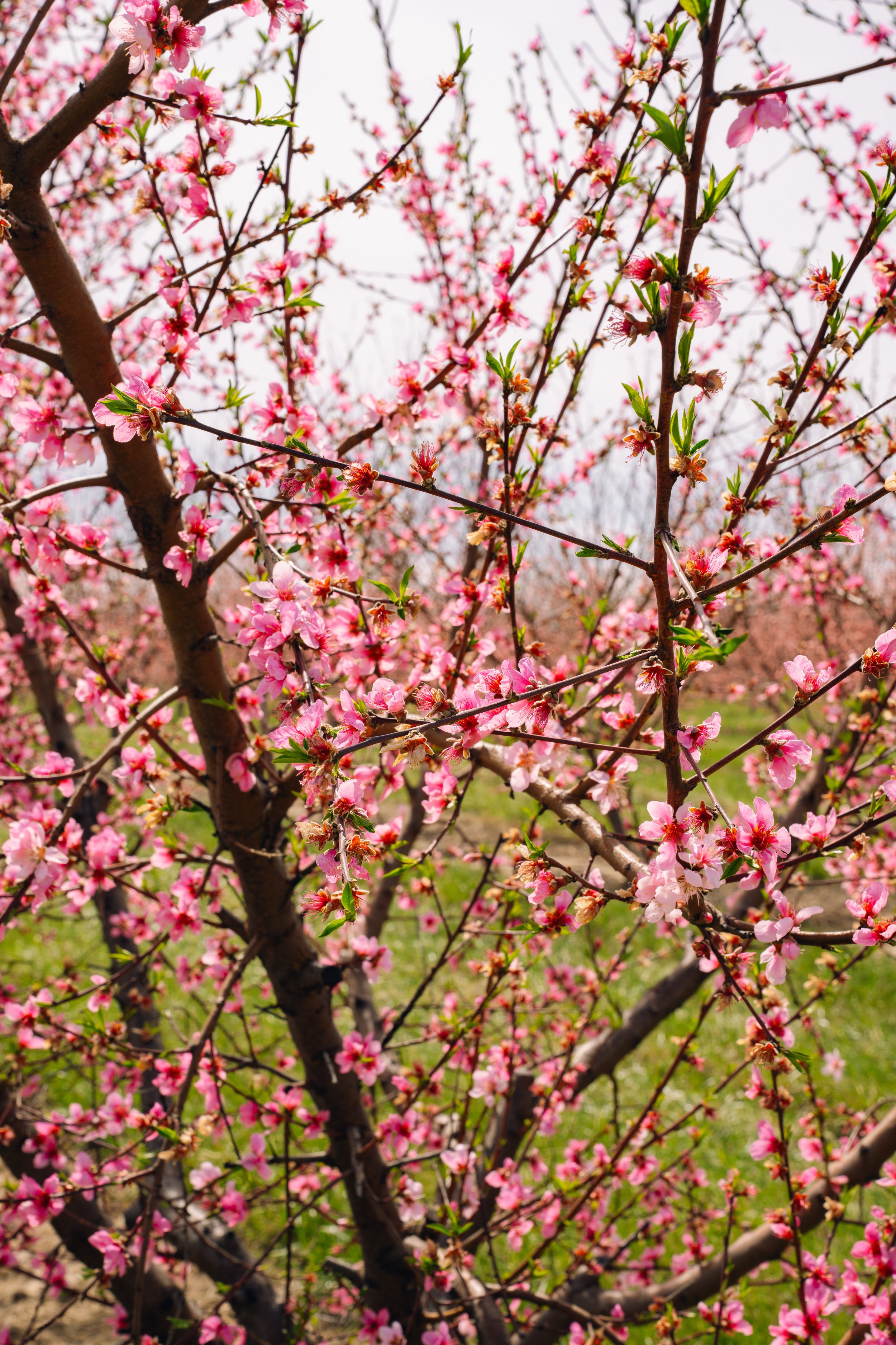 Milstadt Peach Trees (3-23-26)-8.jpg
