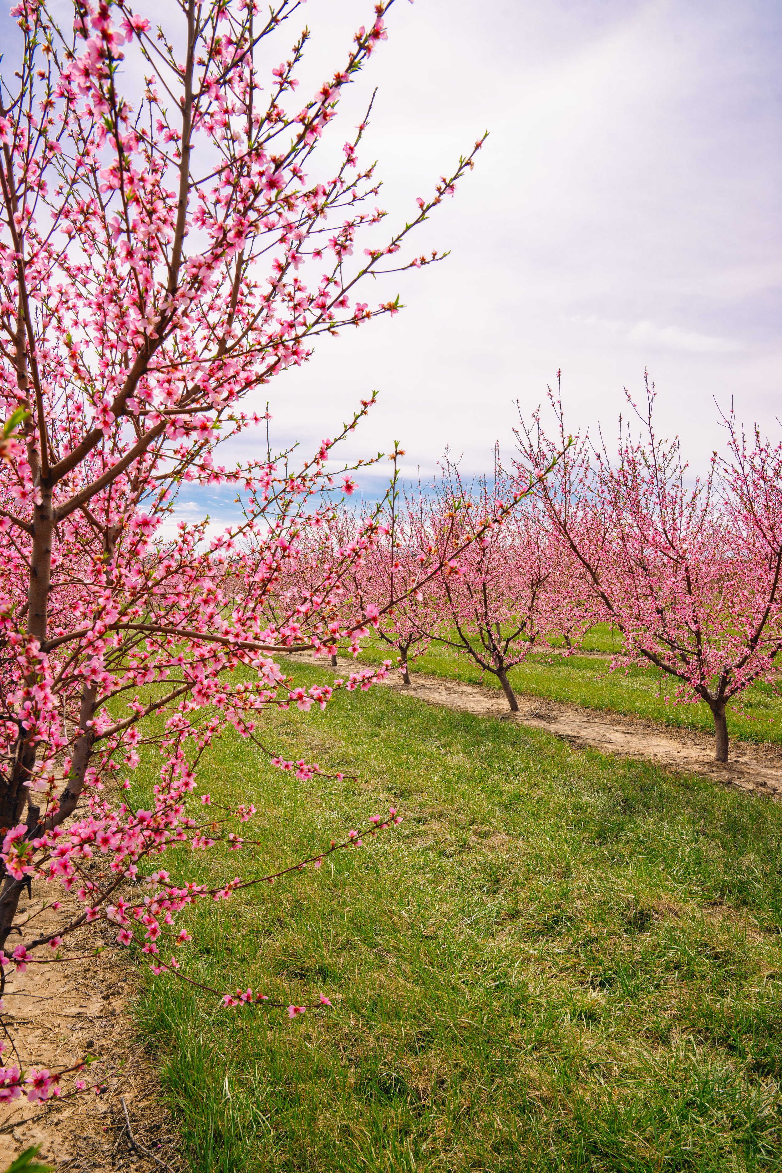 Milstadt Peach Trees (3-23-26)-28.jpg