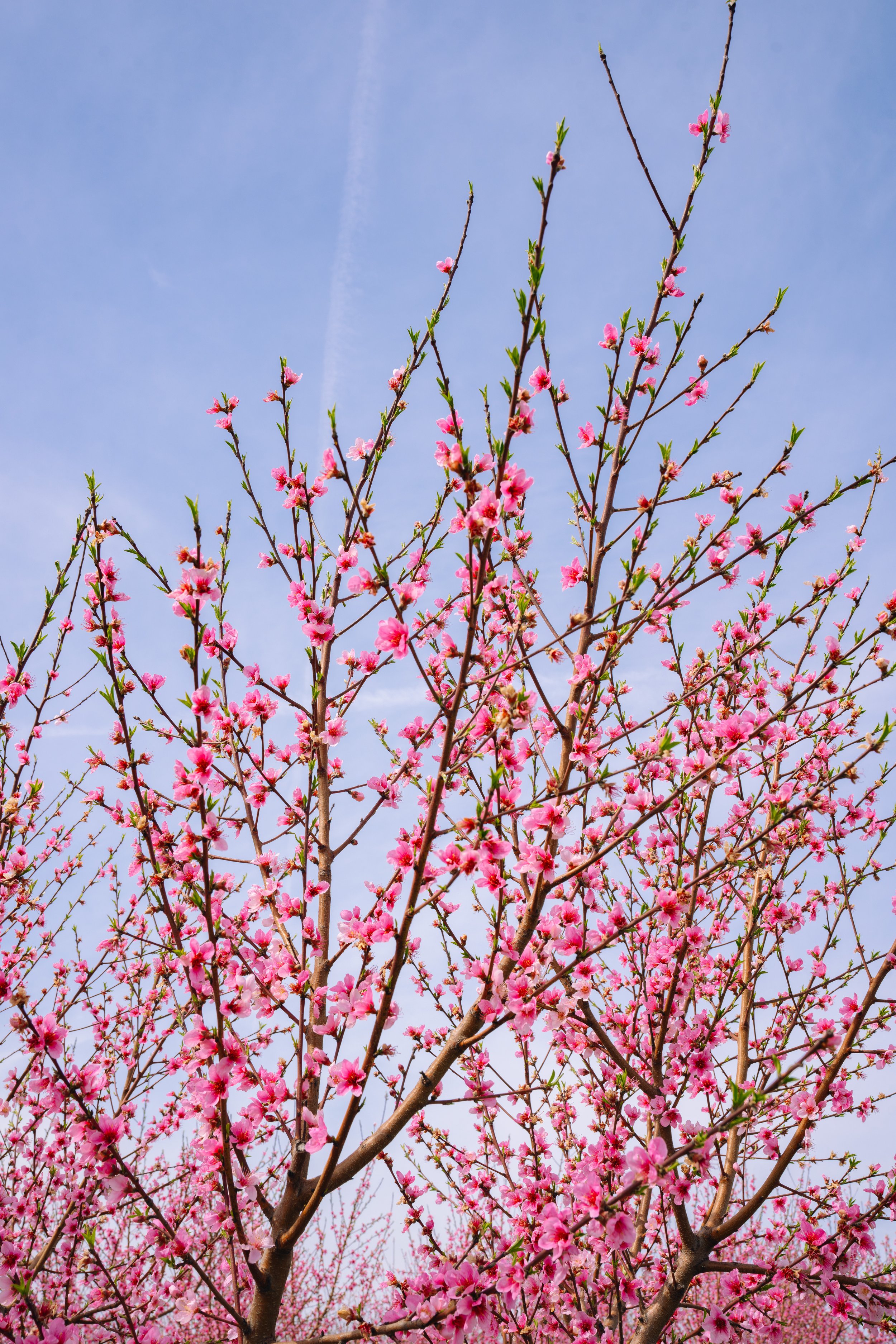 Milstadt Peach Trees (3-23-26)-34.jpg