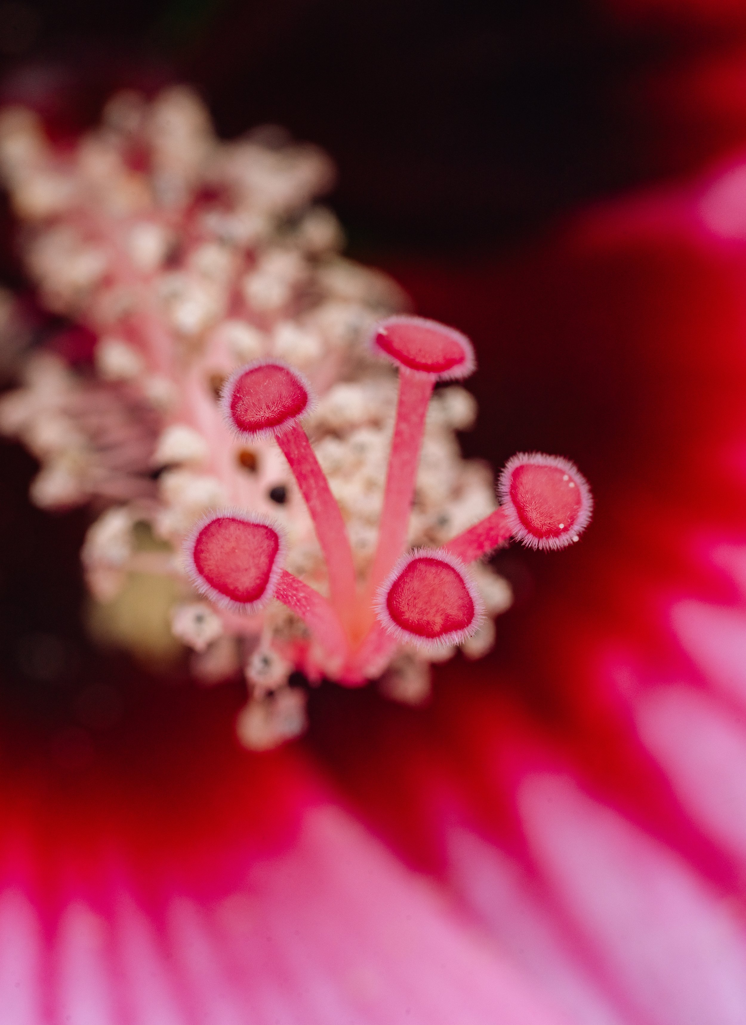 Pink Flower Macro (7-22-25)-1.jpg