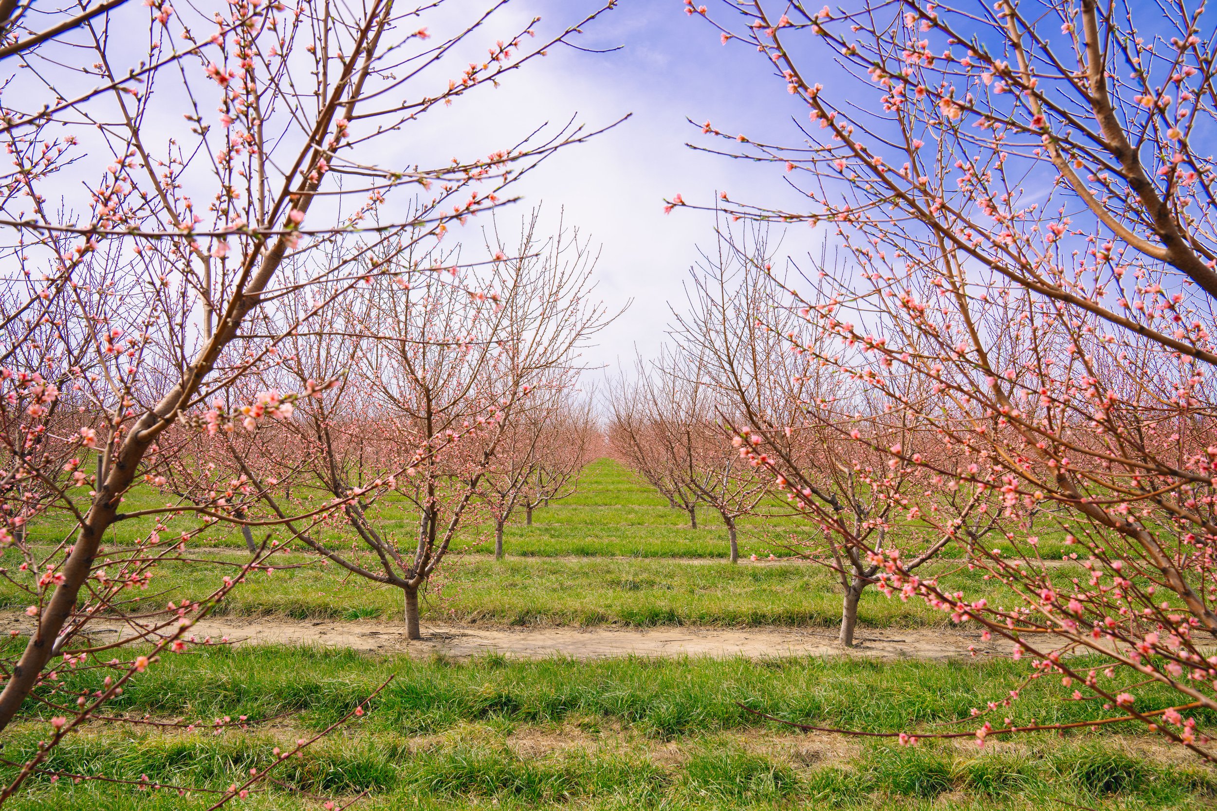 Milstadt Peach Trees (3-23-26)-47.jpg