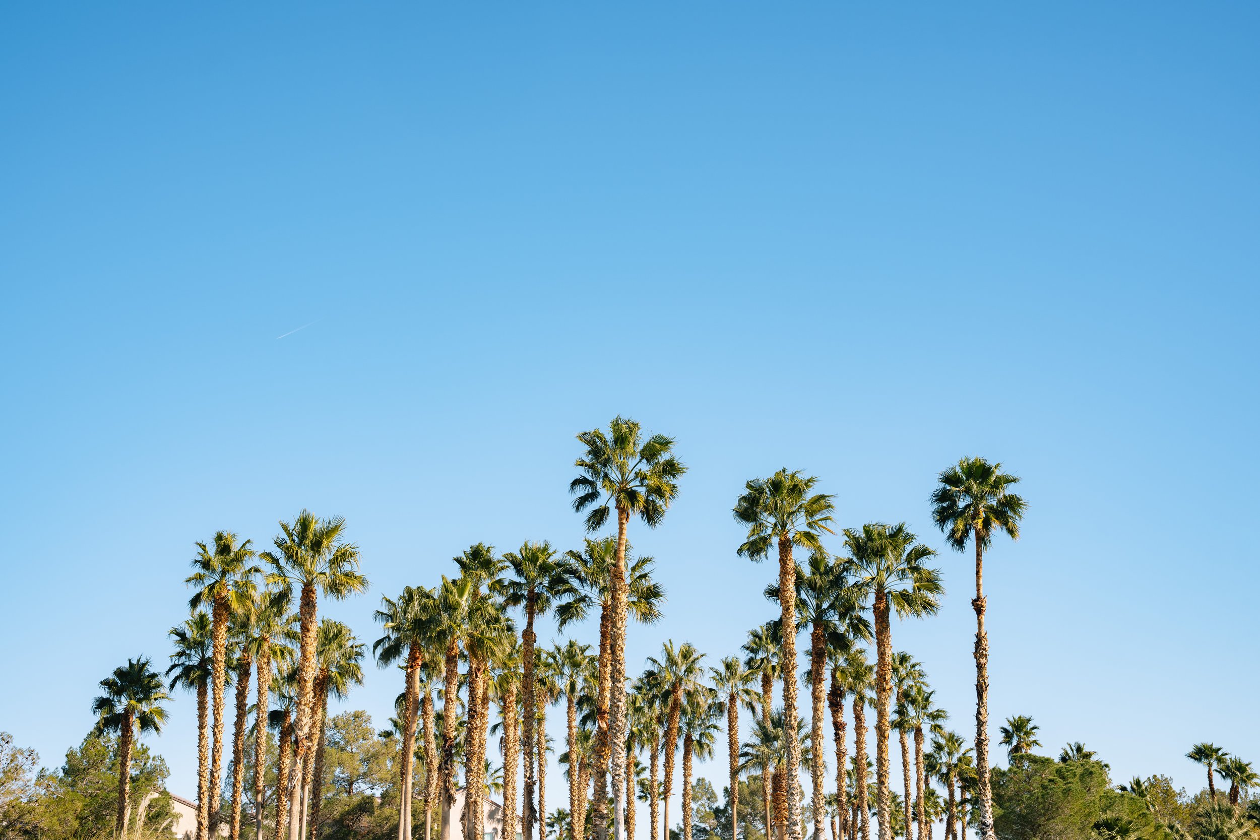 LAS VEGAS Palm Trees (1-9-26)-1.jpg