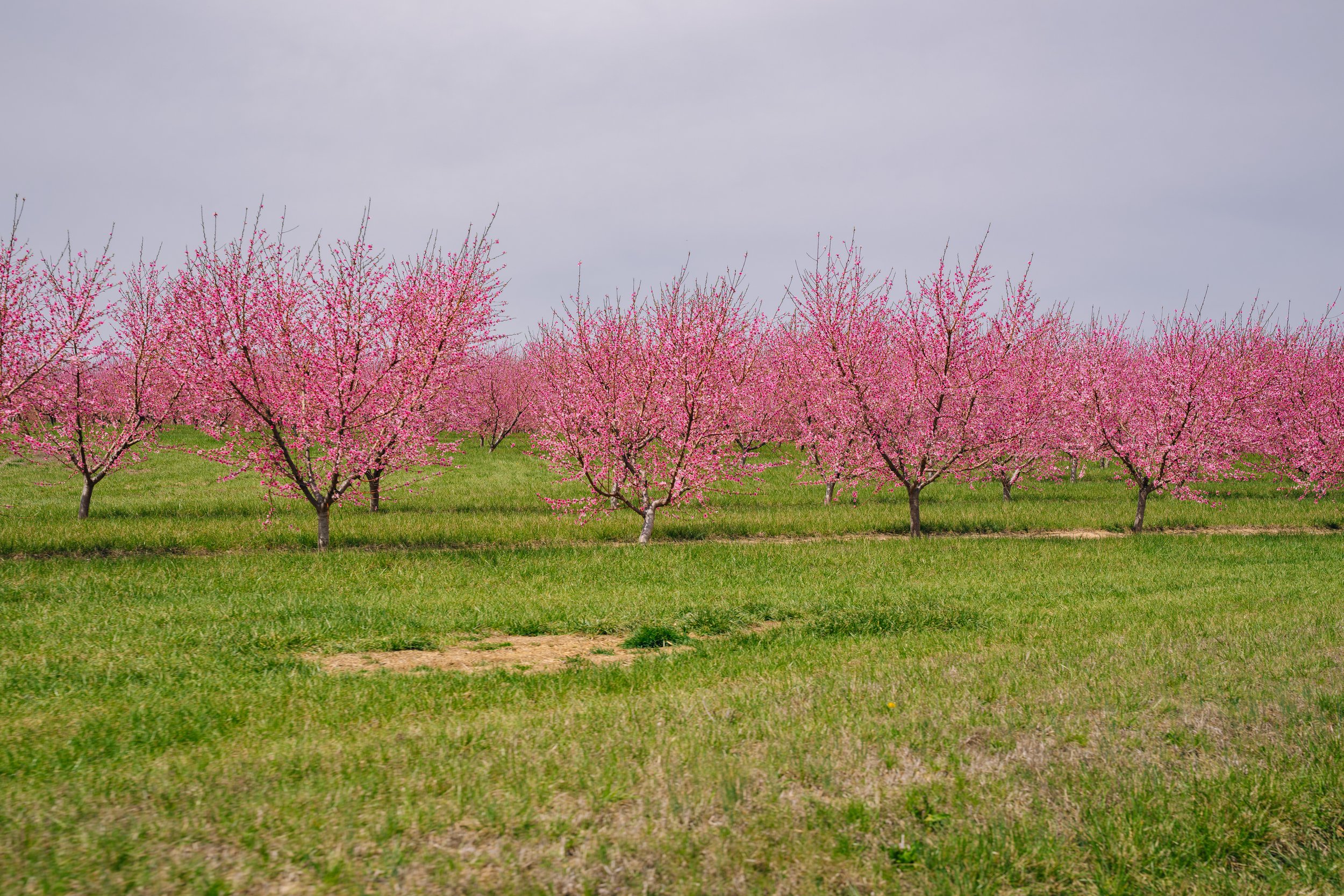 Milstadt Peach Trees (3-23-26)-3.jpg