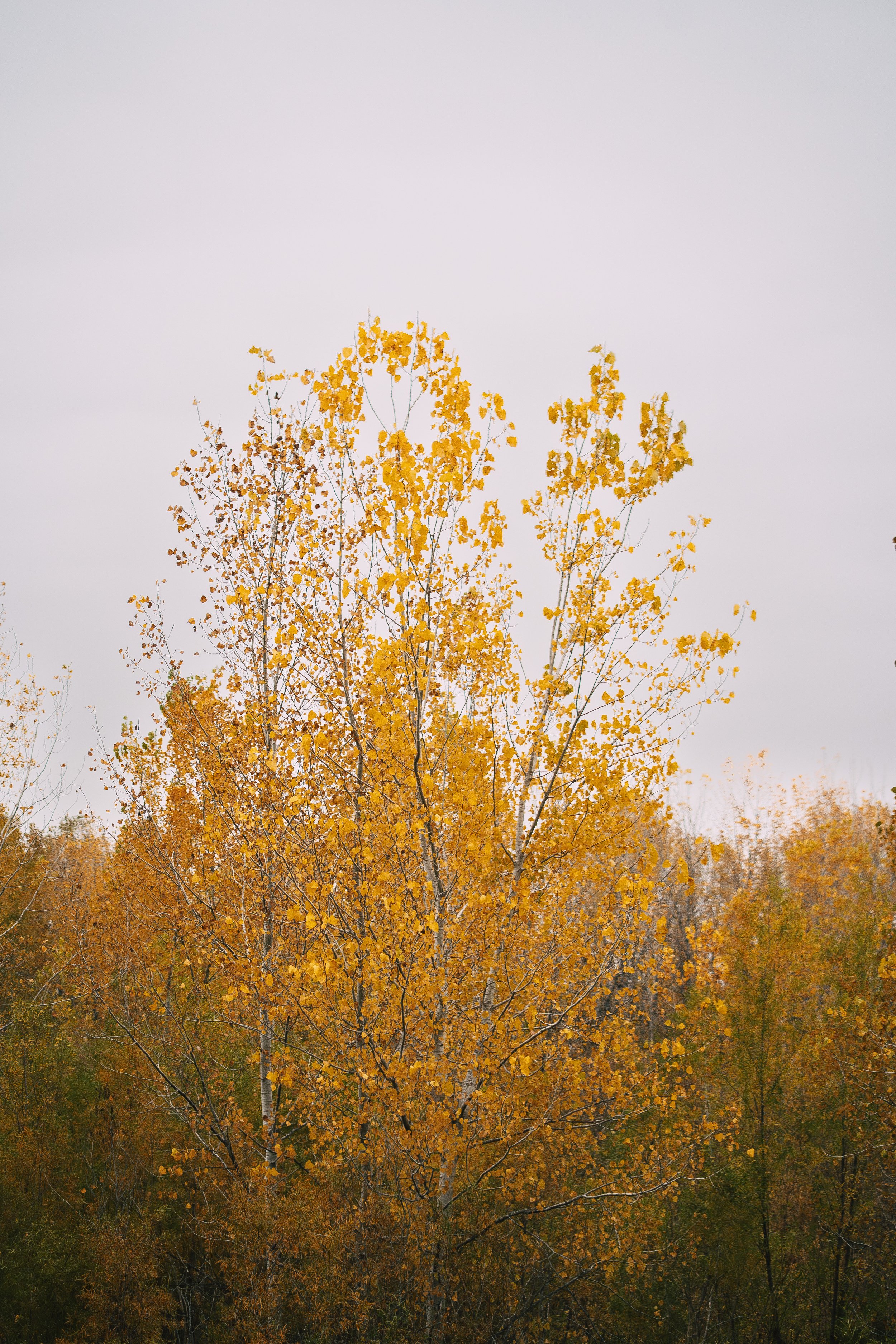 Chesterfield Nature (10-28-19) (WEBSITE)-3.jpg