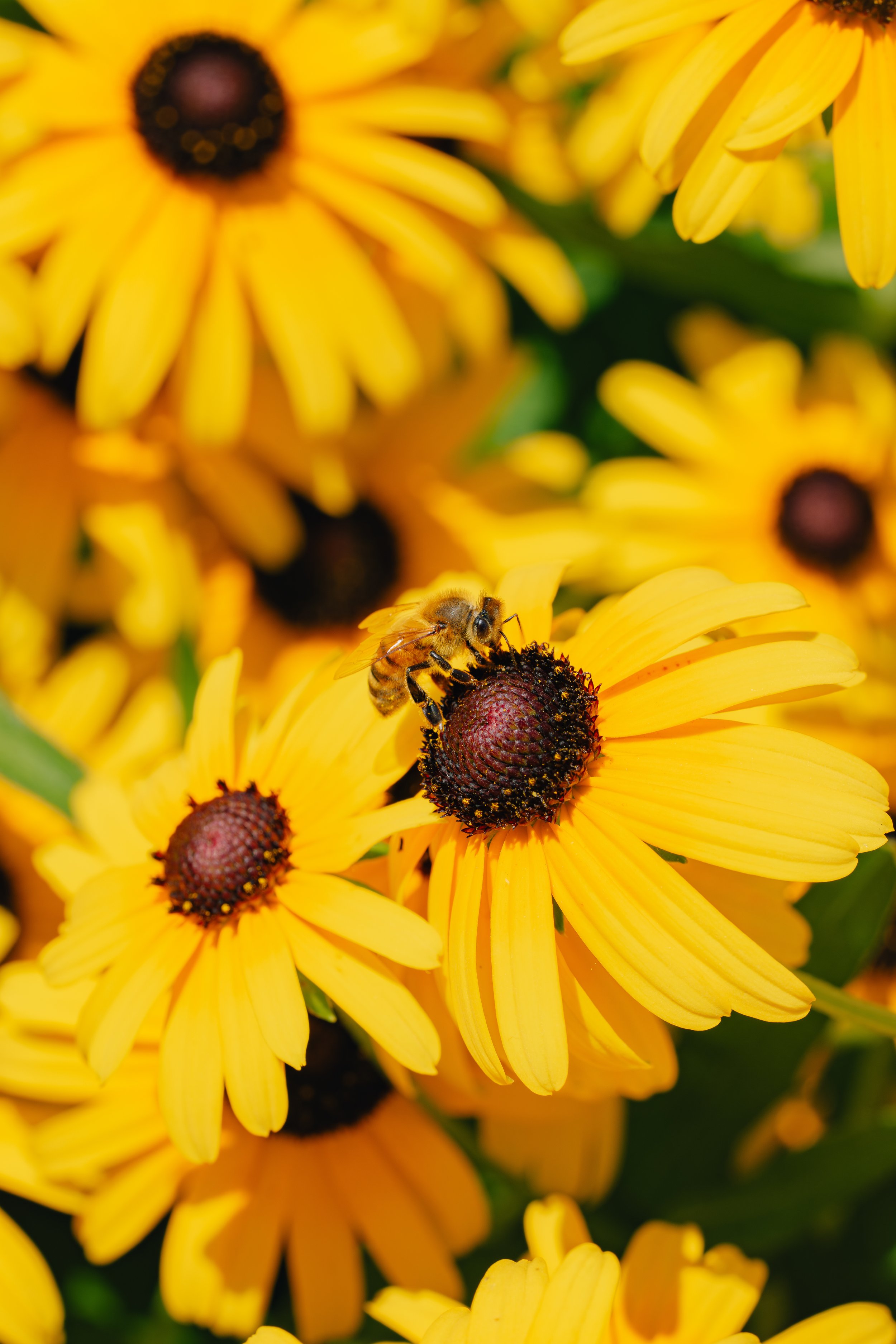 Worke BEE (7-22-25)-2.jpg
