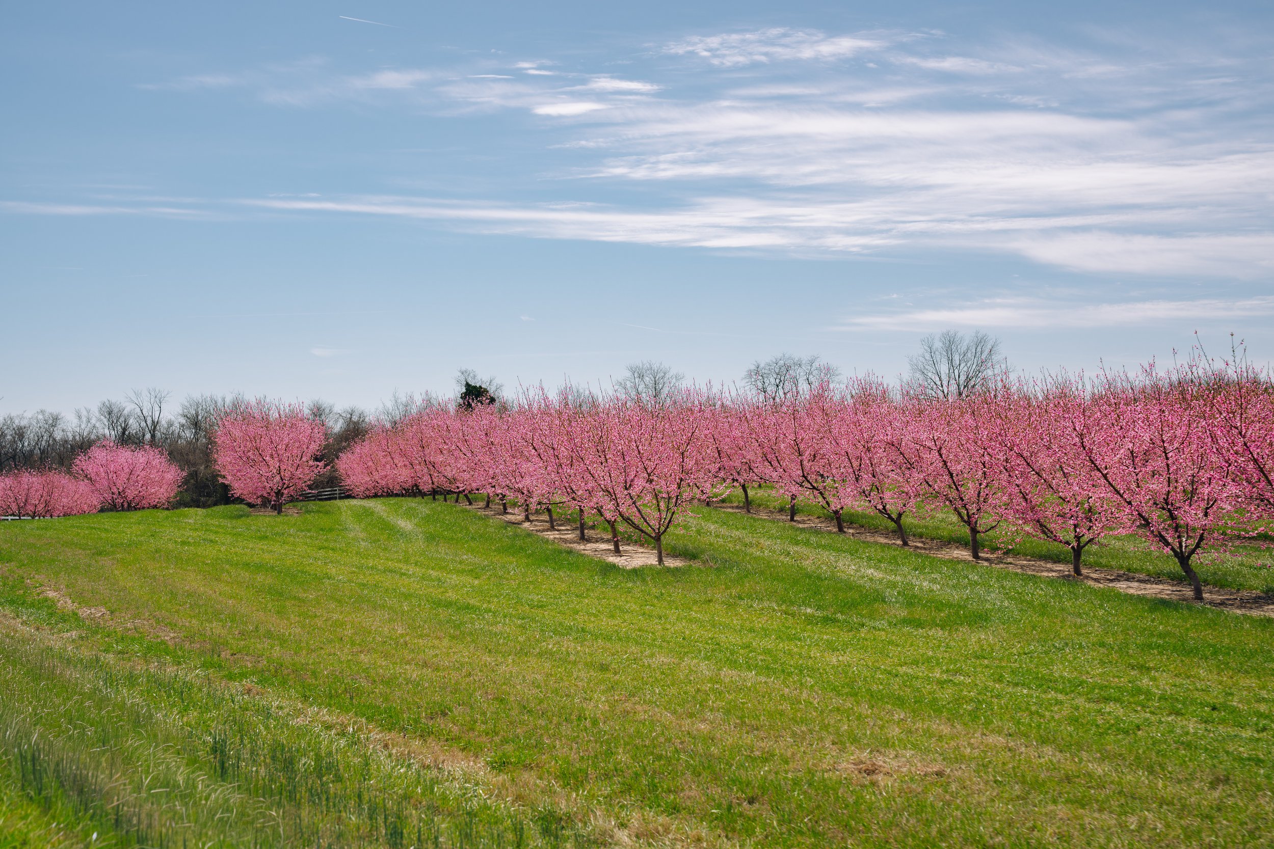 Milstadt Peach Trees (3-23-26)-1.jpg