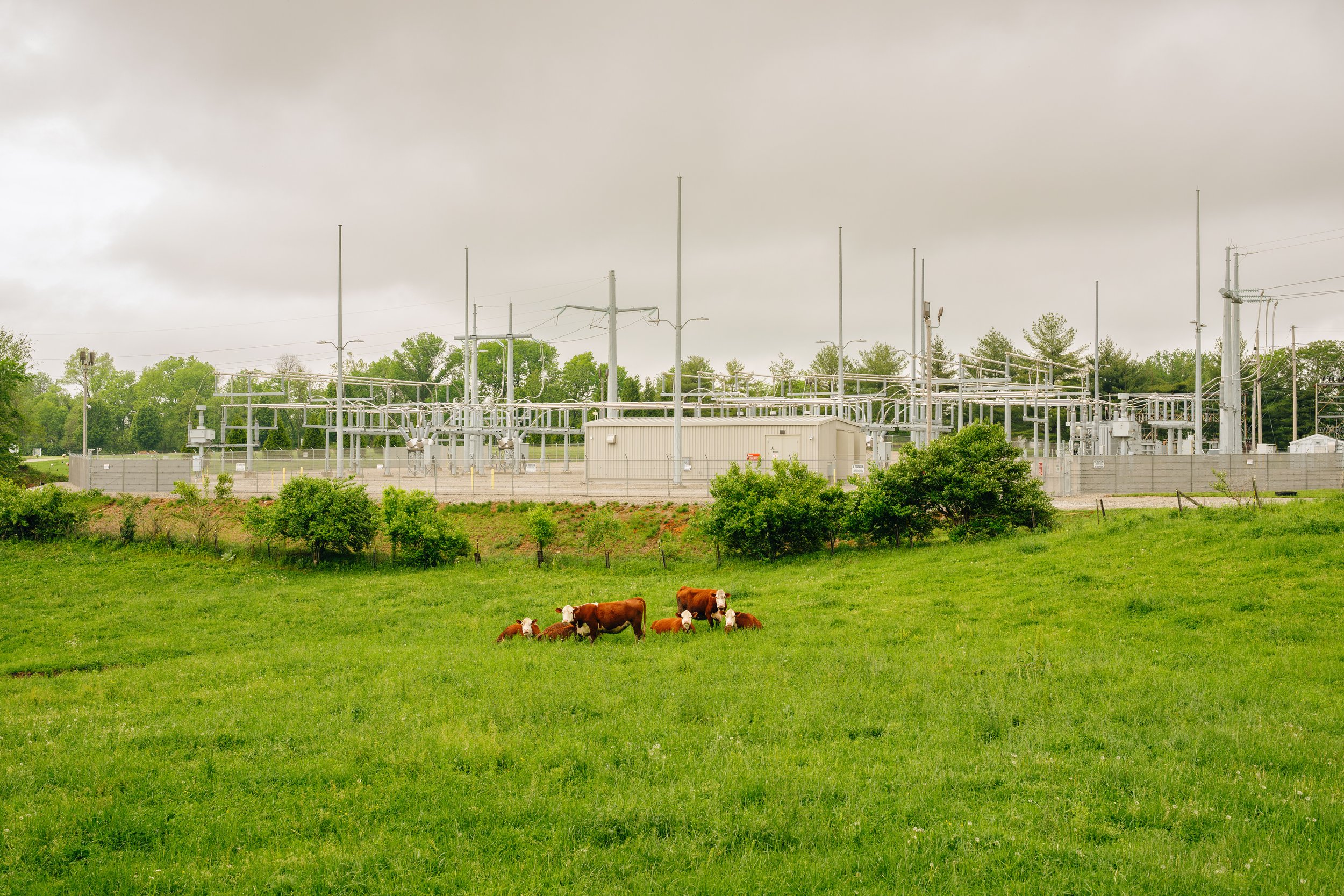 Cows & Transformer (4-29-25)-1.jpg