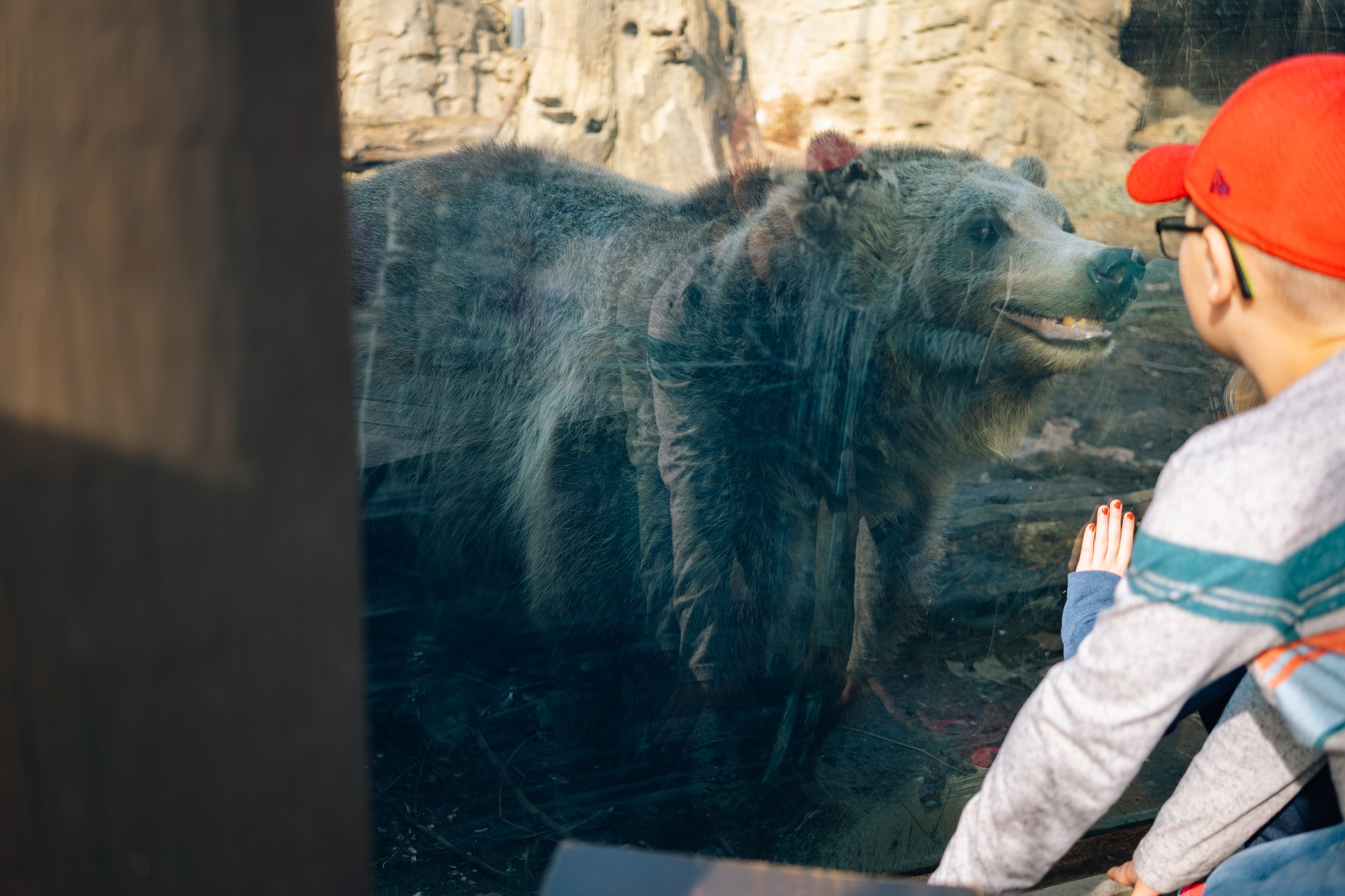 Smiling Bear @ STL Zoo (11-25-19) (WEBSITE)-2.jpg