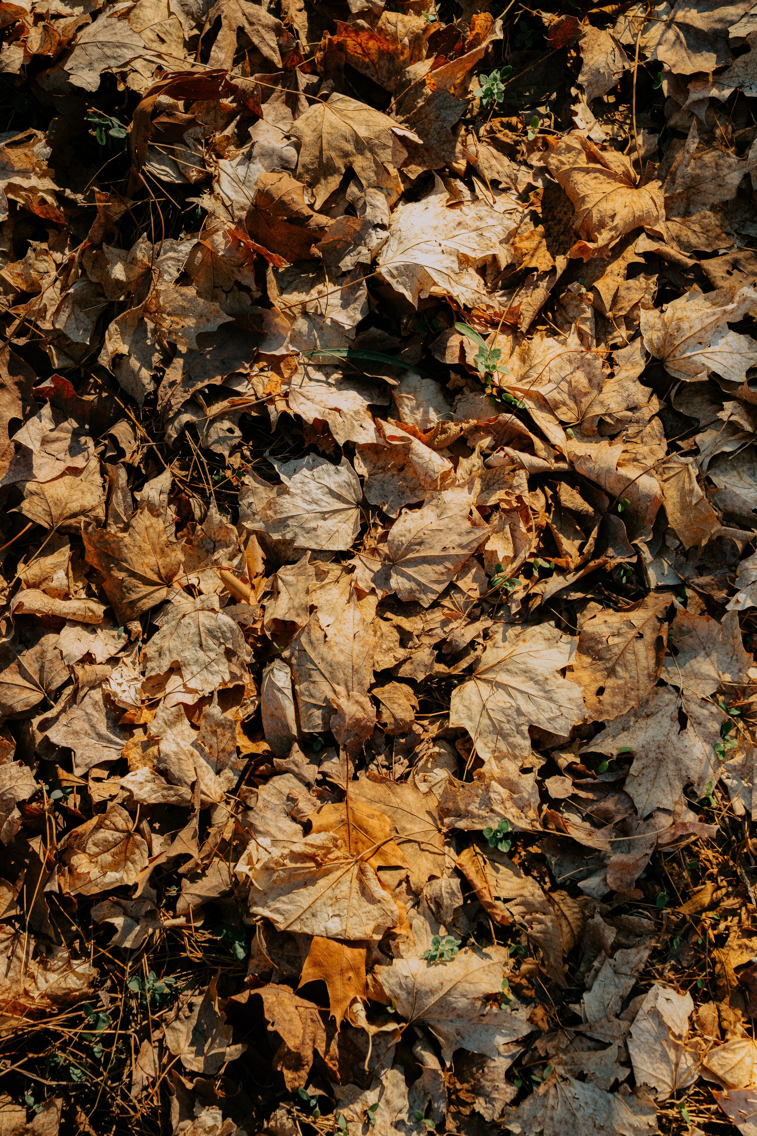 Dead Leaves (3-21-26)-1.jpg