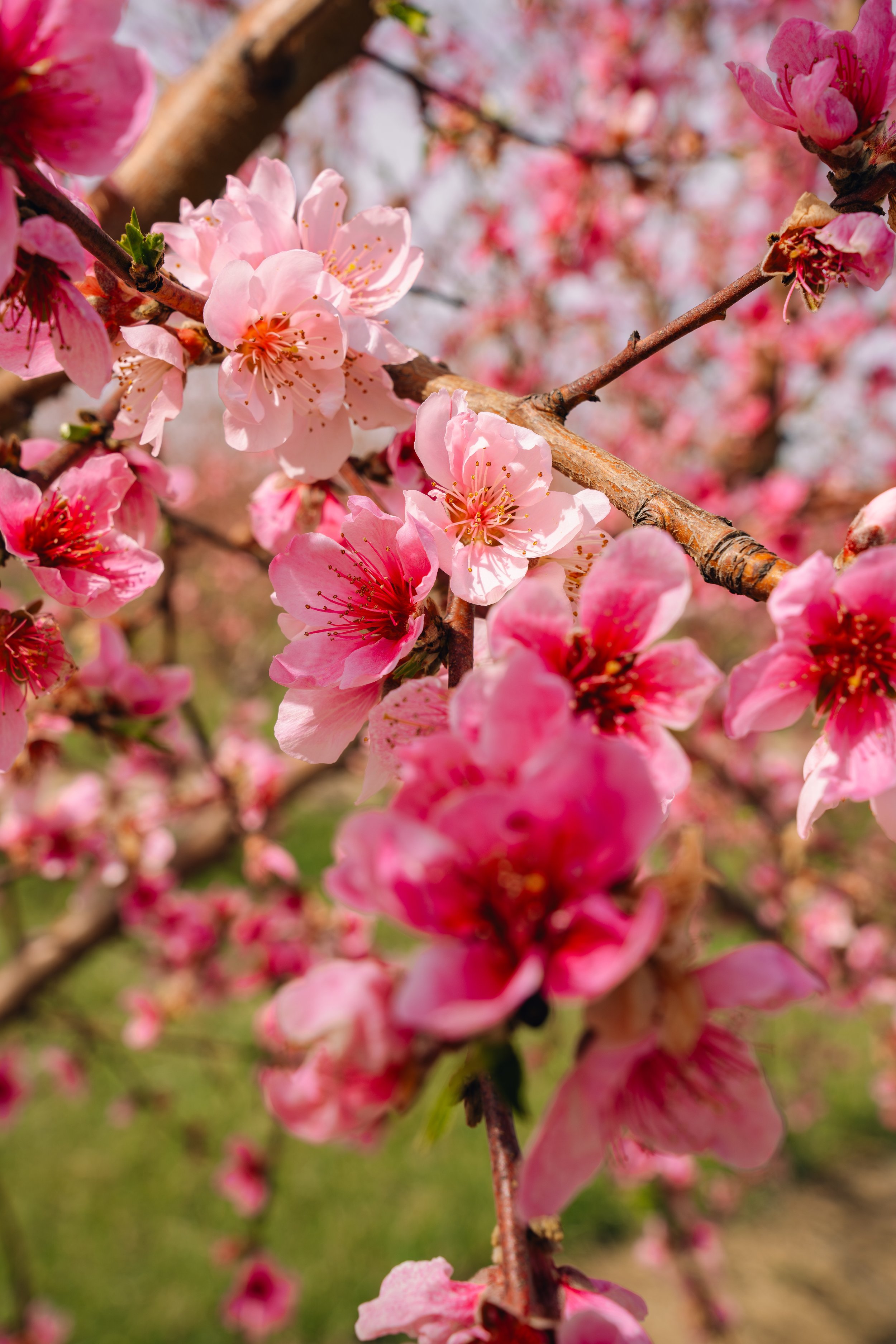 Milstadt Peach Trees (3-23-26)-12.jpg