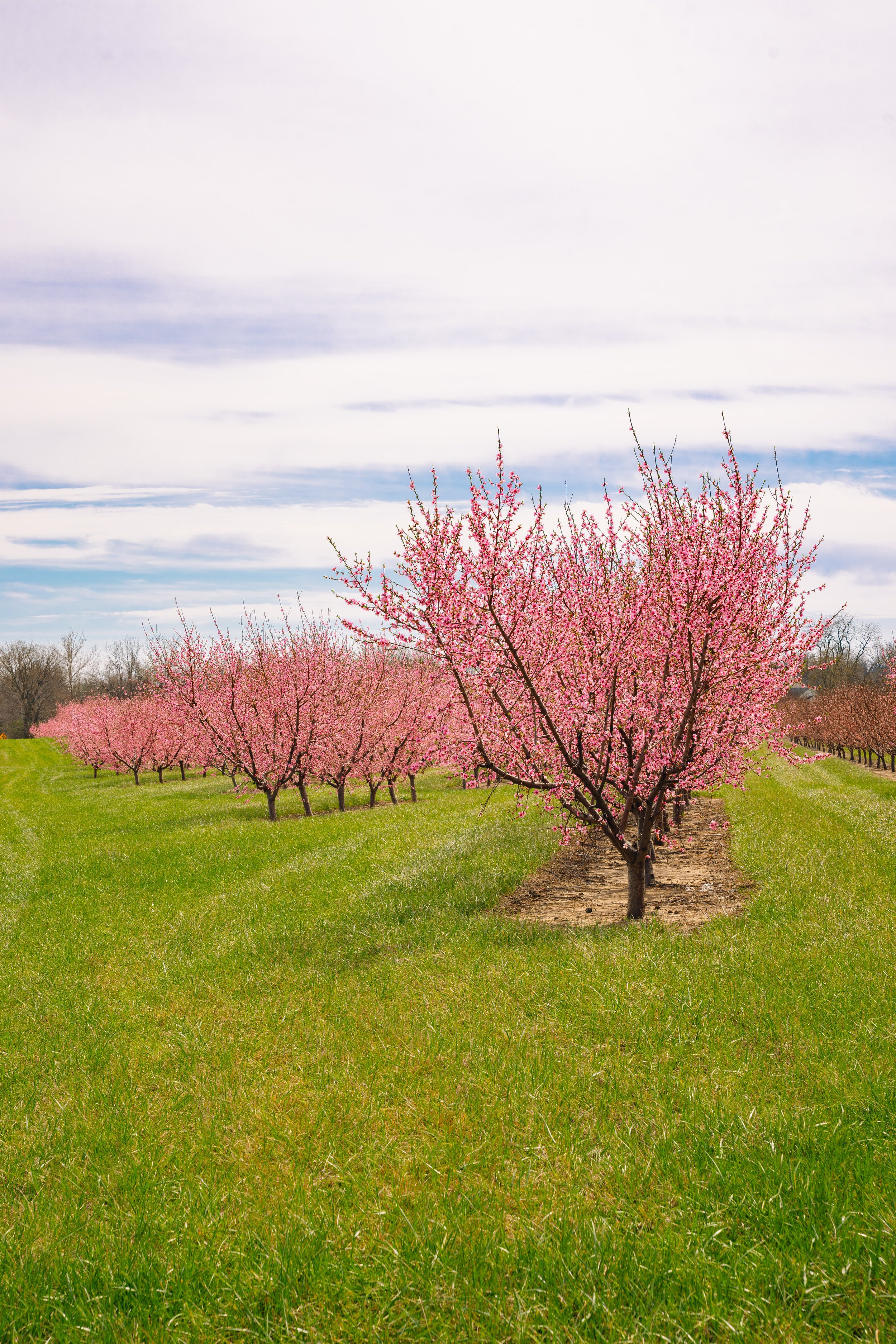 Milstadt Peach Trees (3-23-26)-16.jpg