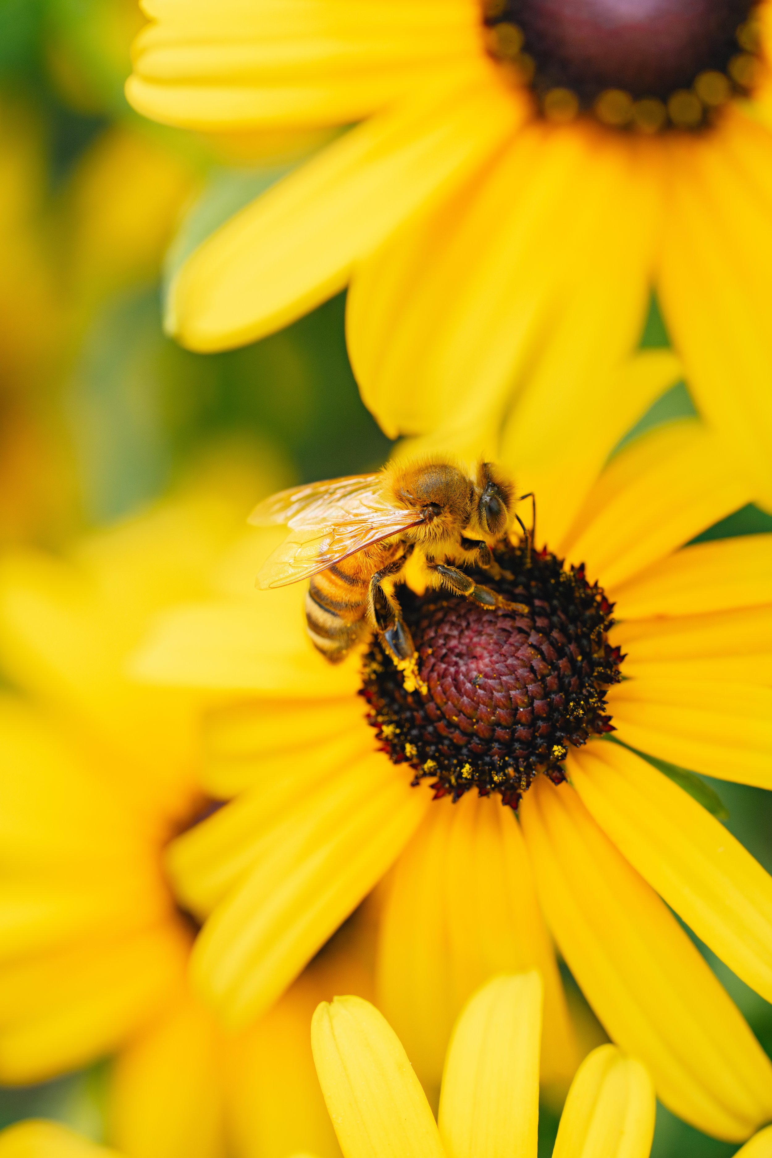 Worker BEE (7-22-25)-1.jpg
