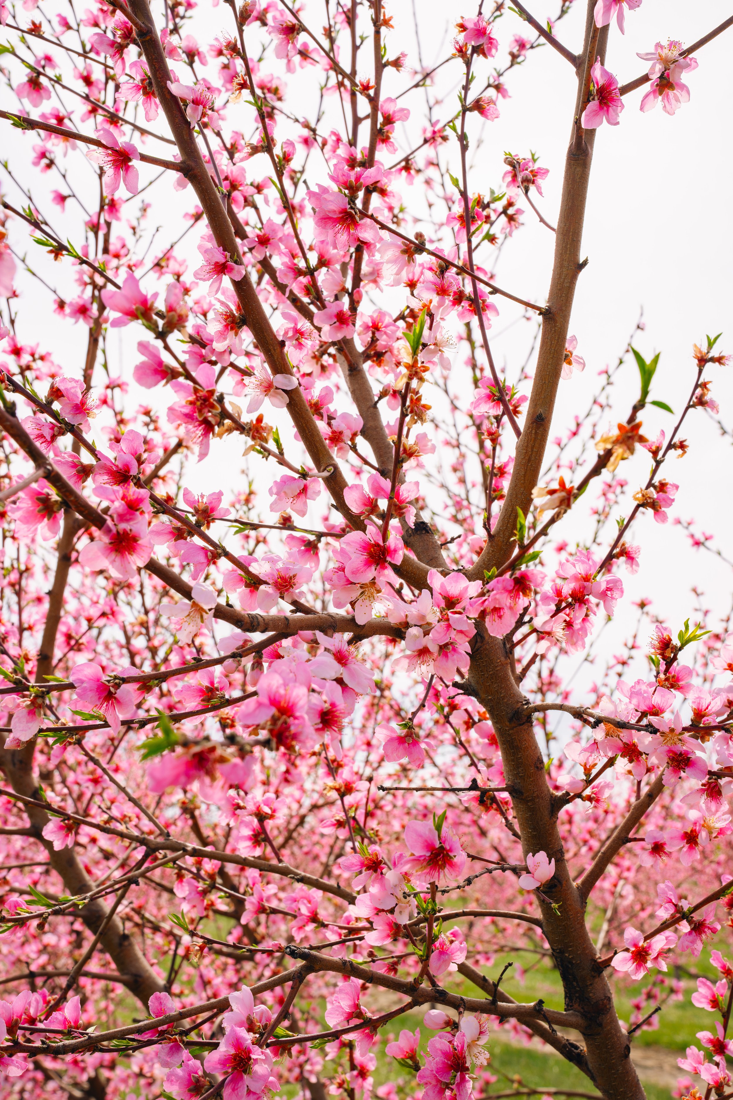 Milstadt Peach Trees (3-23-26)-33.jpg