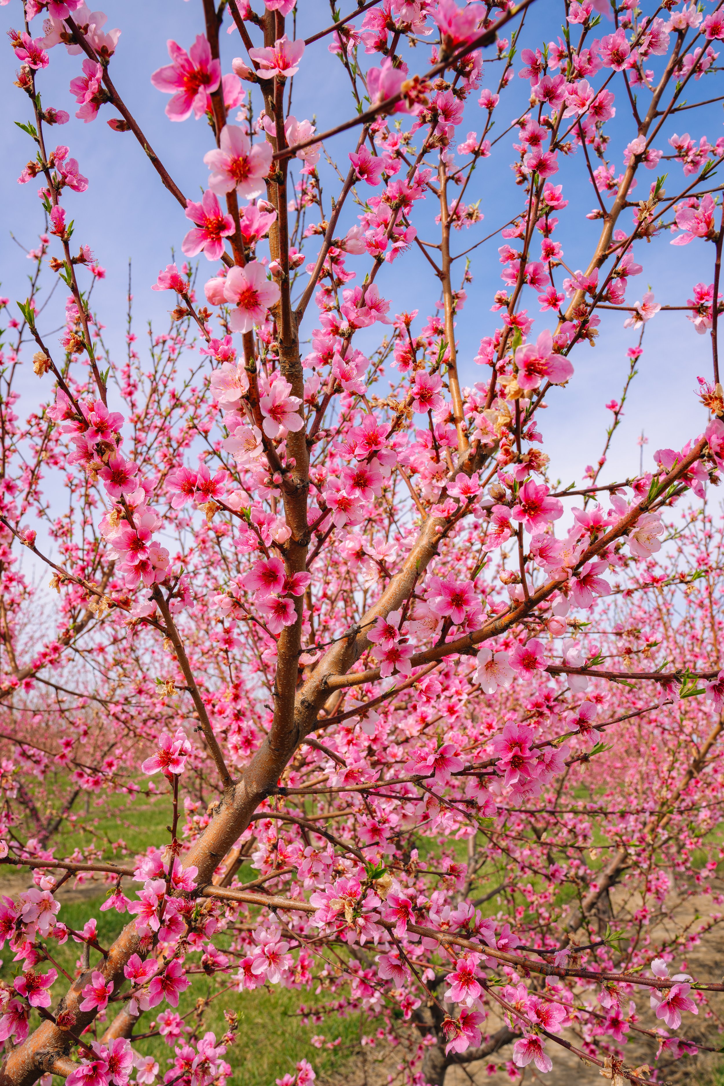 Milstadt Peach Trees (3-23-26)-25.jpg