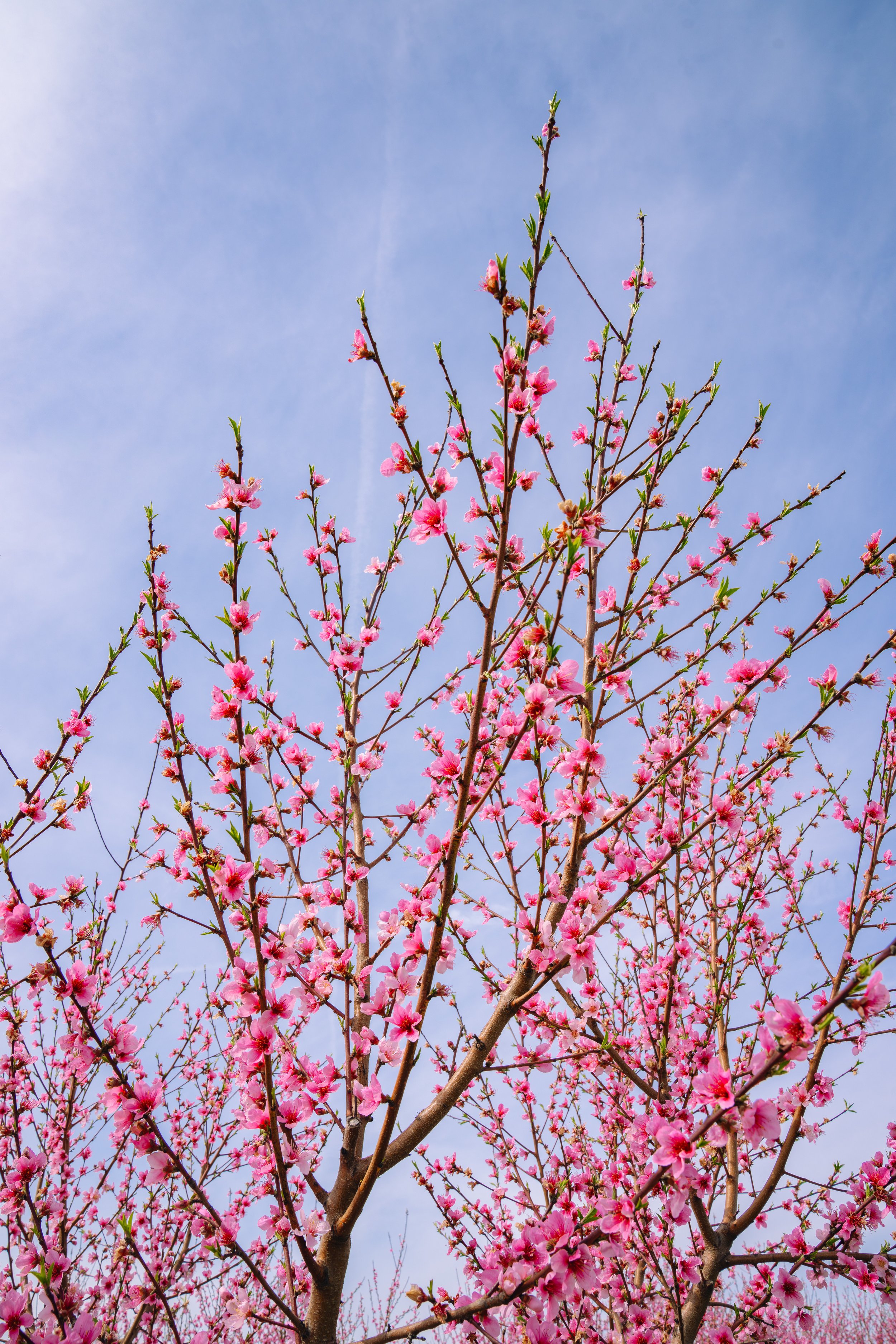 Milstadt Peach Trees (3-23-26)-37.jpg