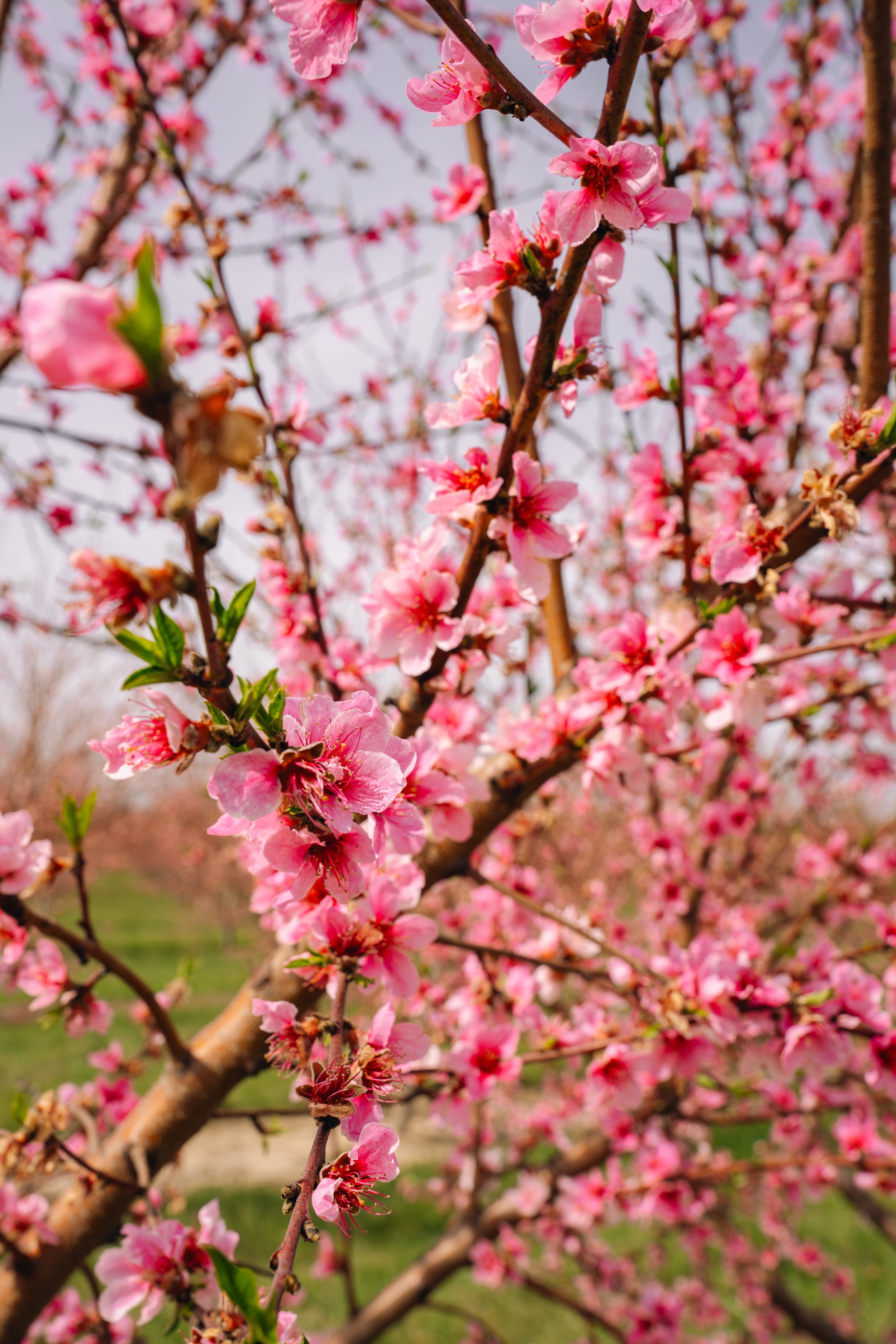 Milstadt Peach Trees (3-23-26)-13.jpg