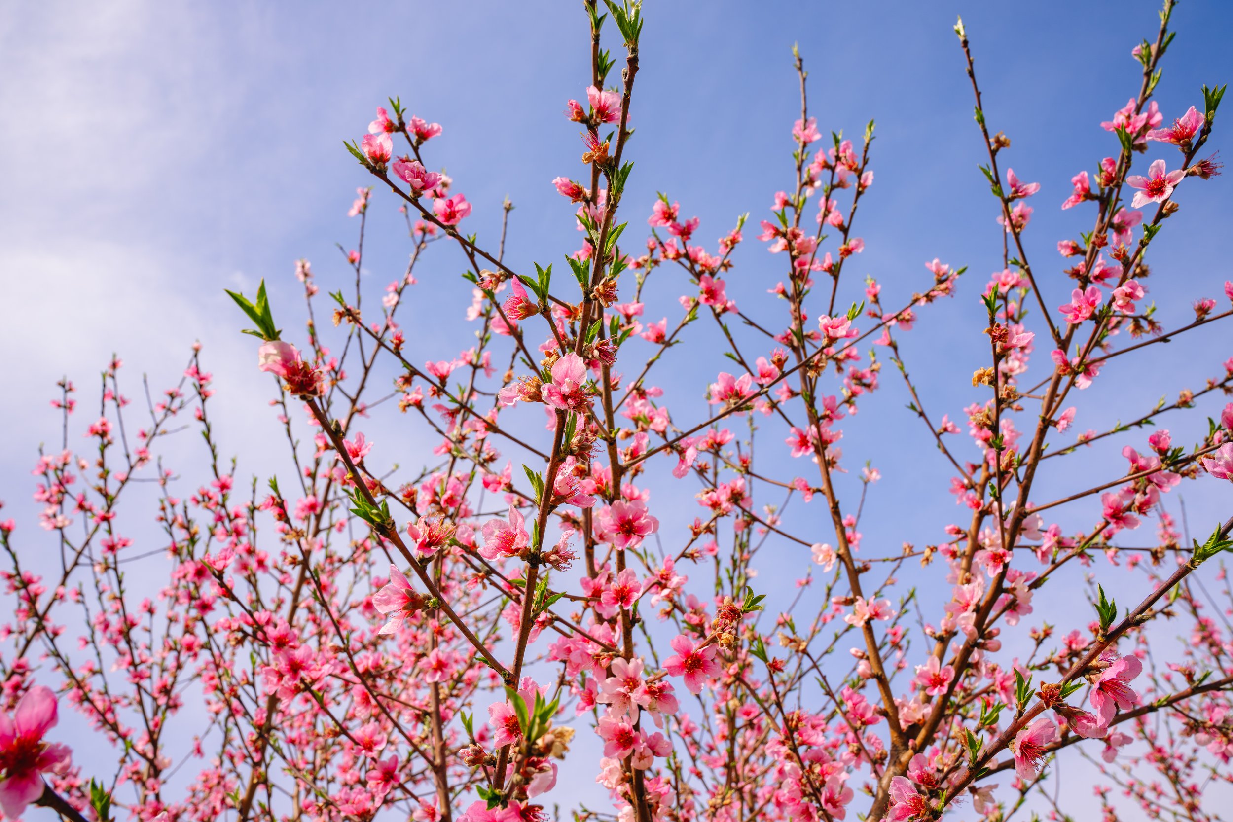 Milstadt Peach Trees (3-23-26)-15.jpg