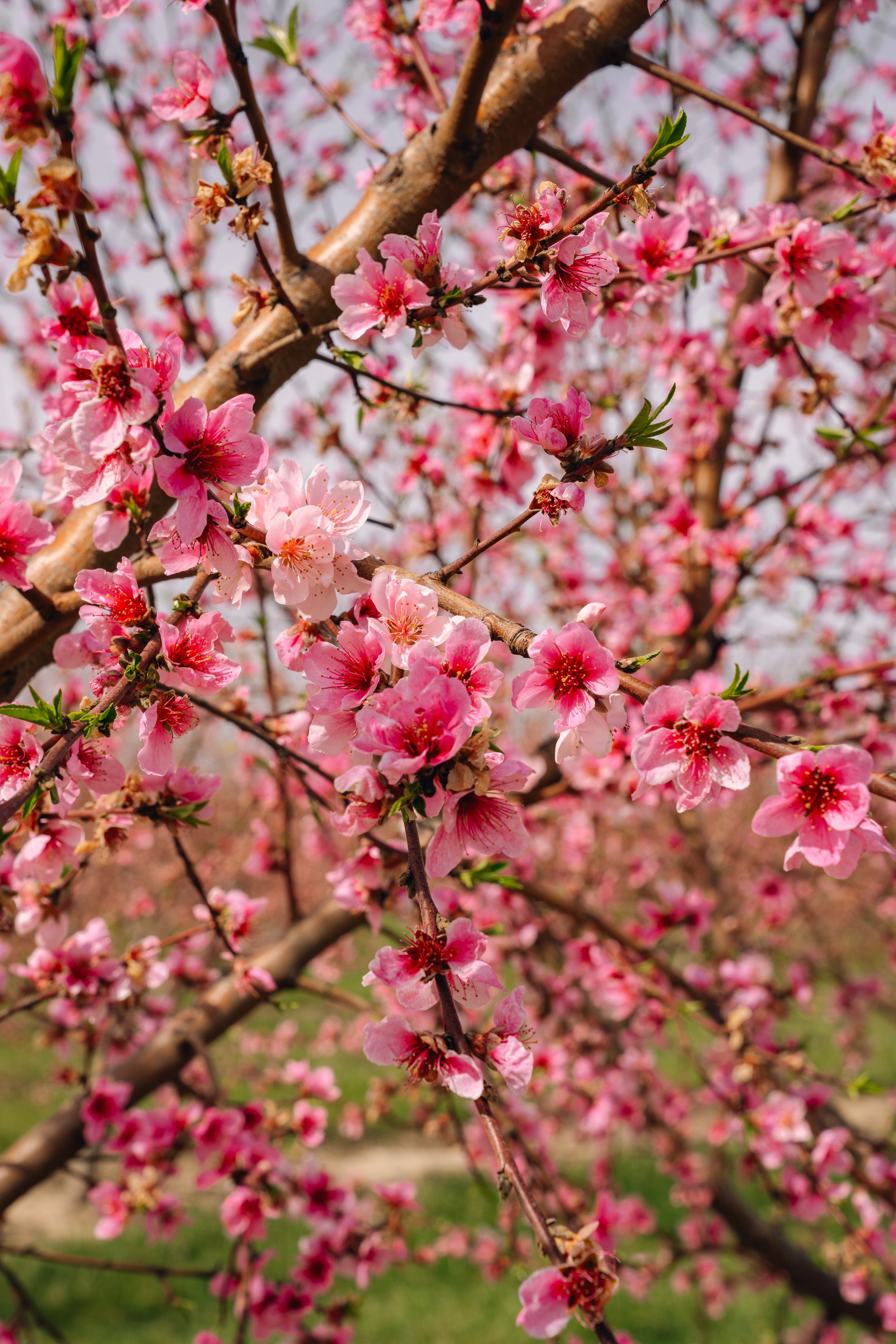 Milstadt Peach Trees (3-23-26)-10.jpg