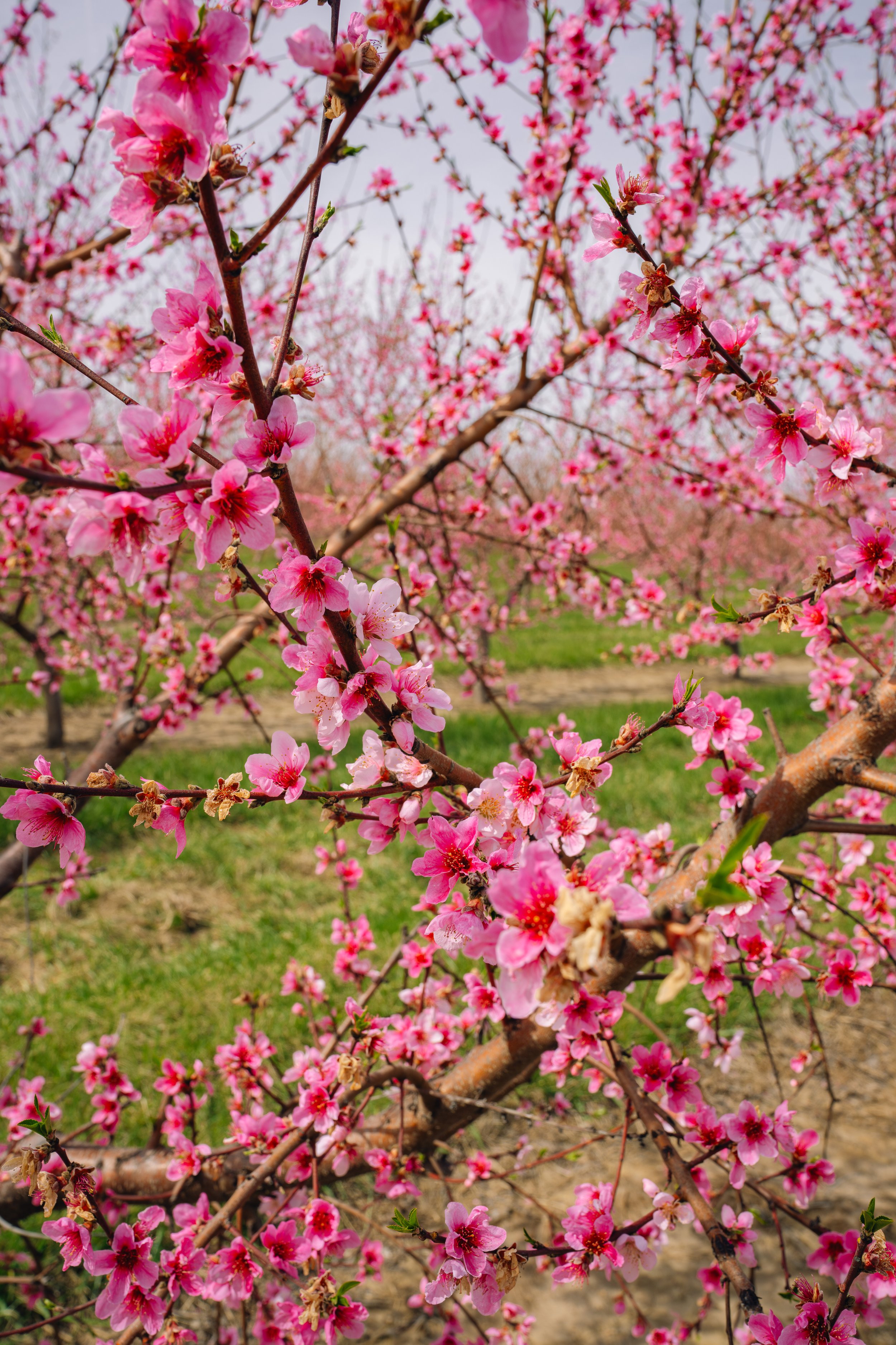 Milstadt Peach Trees (3-23-26)-21.jpg