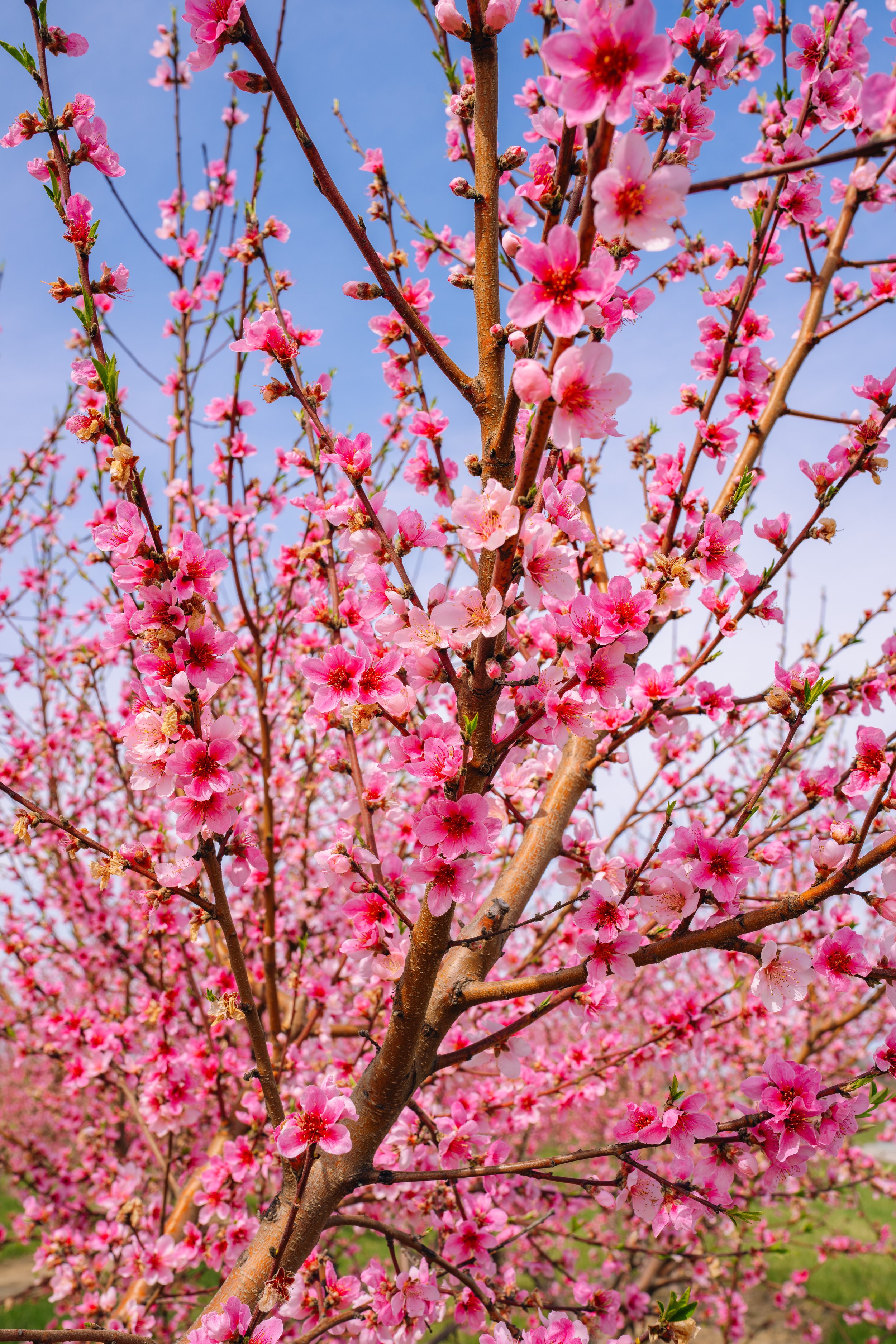 Milstadt Peach Trees (3-23-26)-27.jpg
