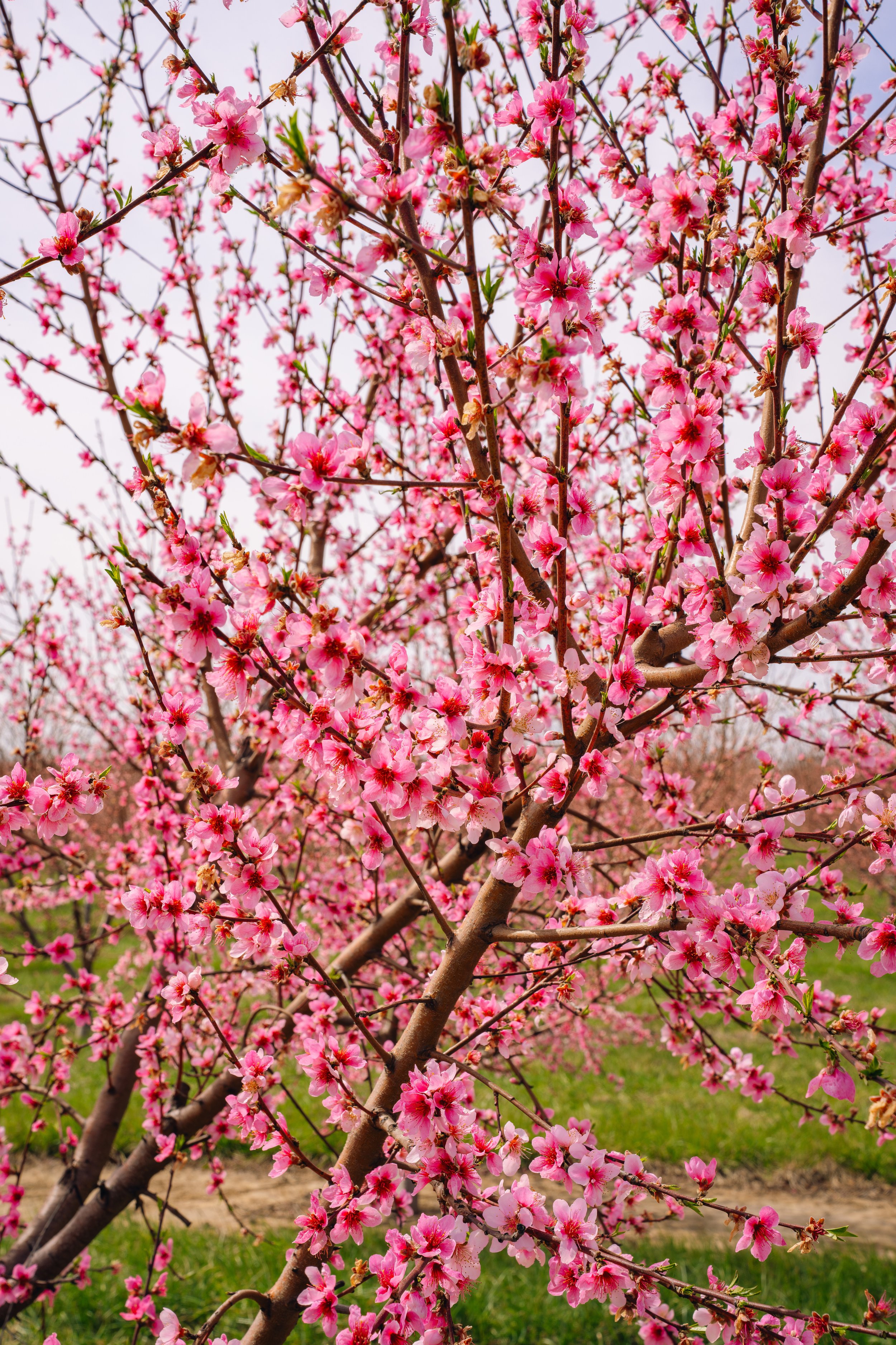 Milstadt Peach Trees (3-23-26)-20.jpg