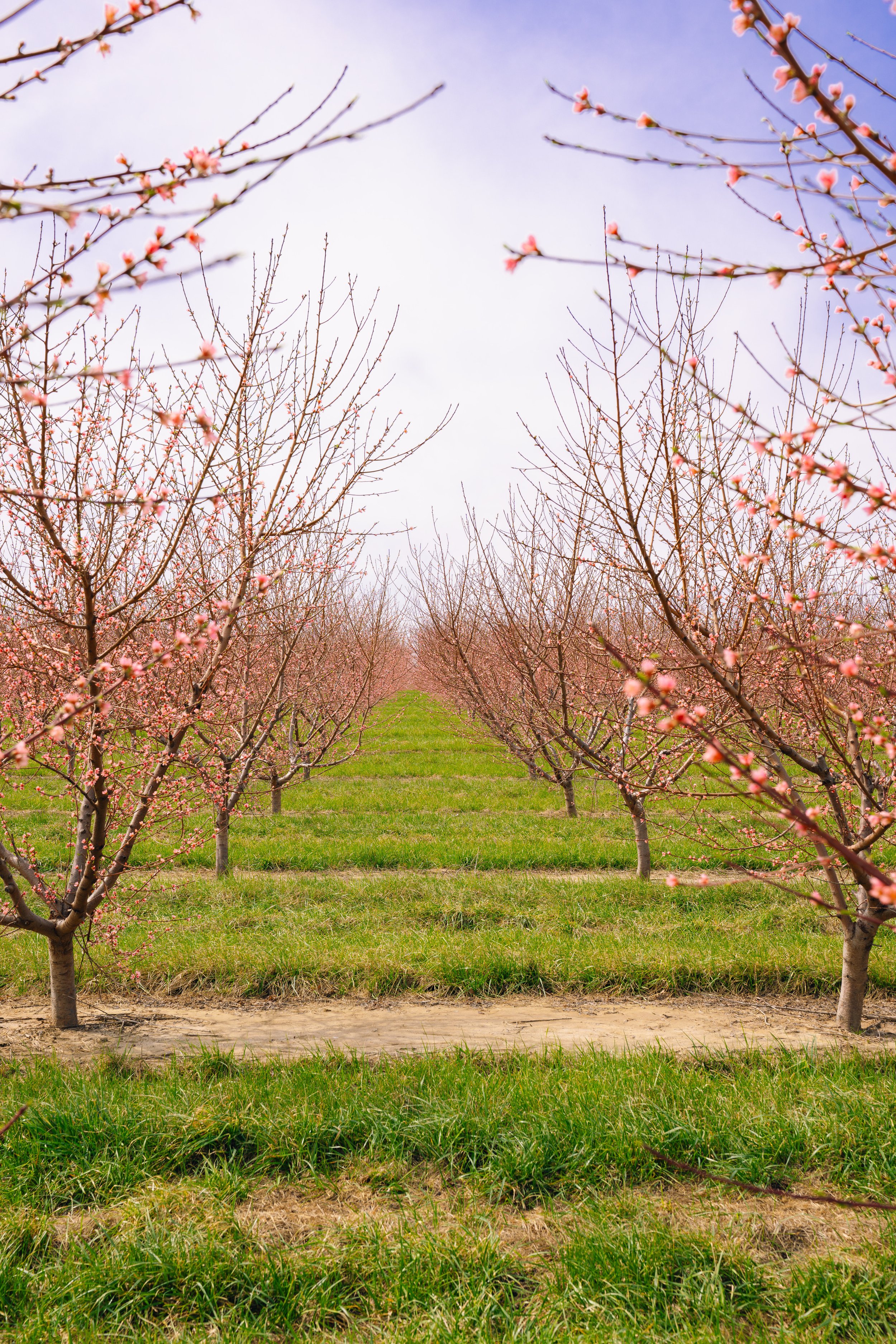 Milstadt Peach Trees (3-23-26)-46.jpg