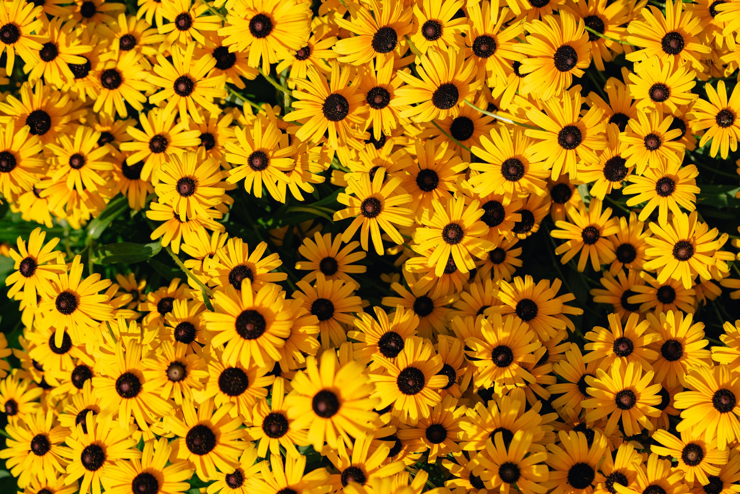 Little Sunflowers (7-22-25)-2.jpg