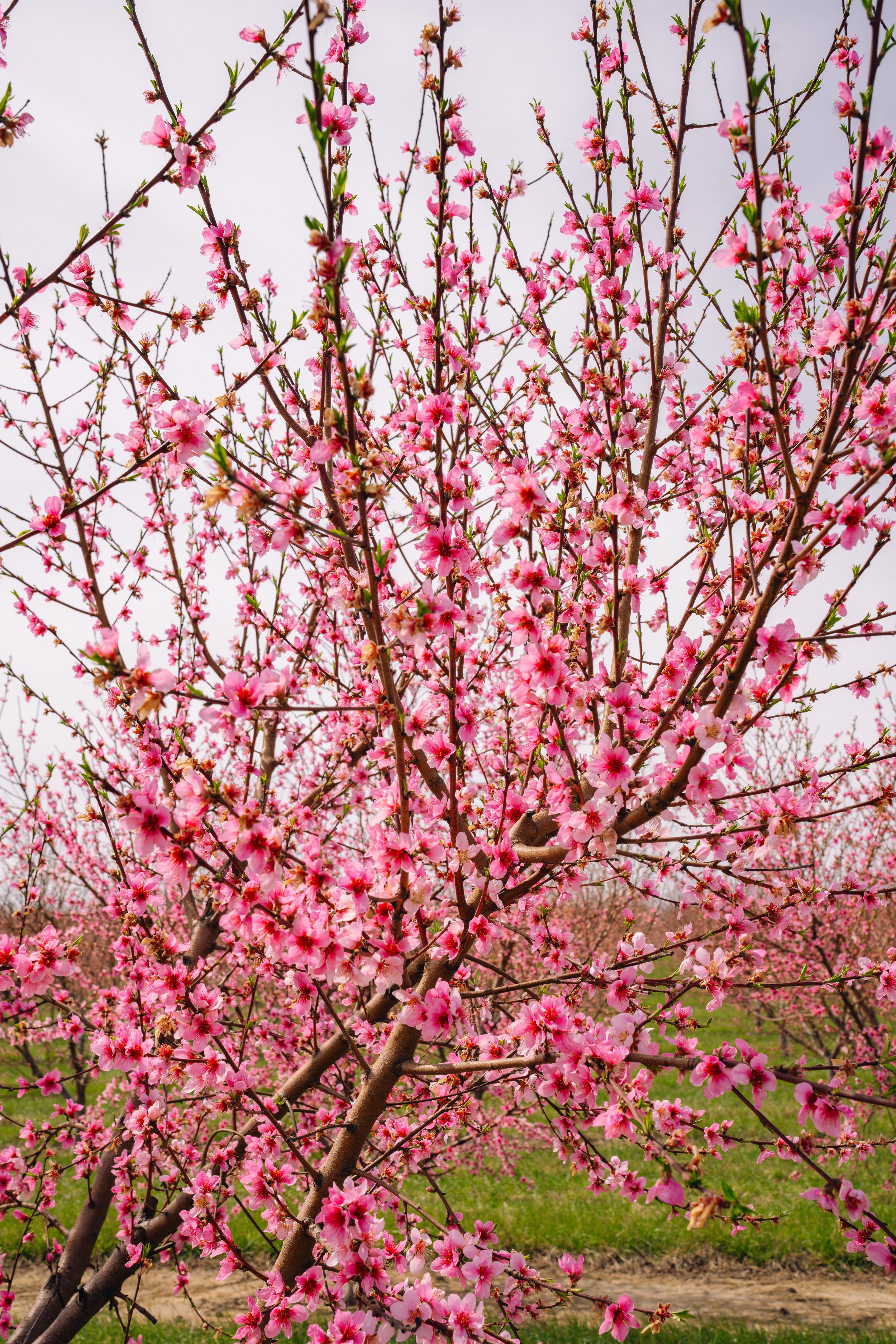 Milstadt Peach Trees (3-23-26)-18.jpg