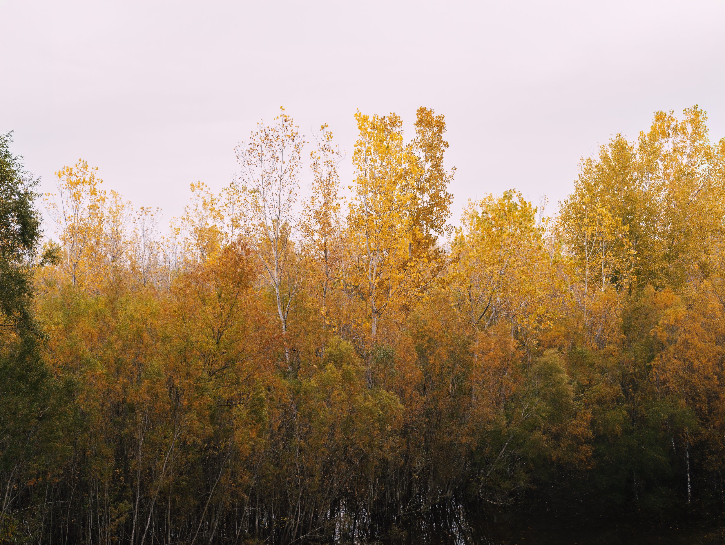 Chesterfield Nature (10-28-19) (WEBSITE)-1.jpg