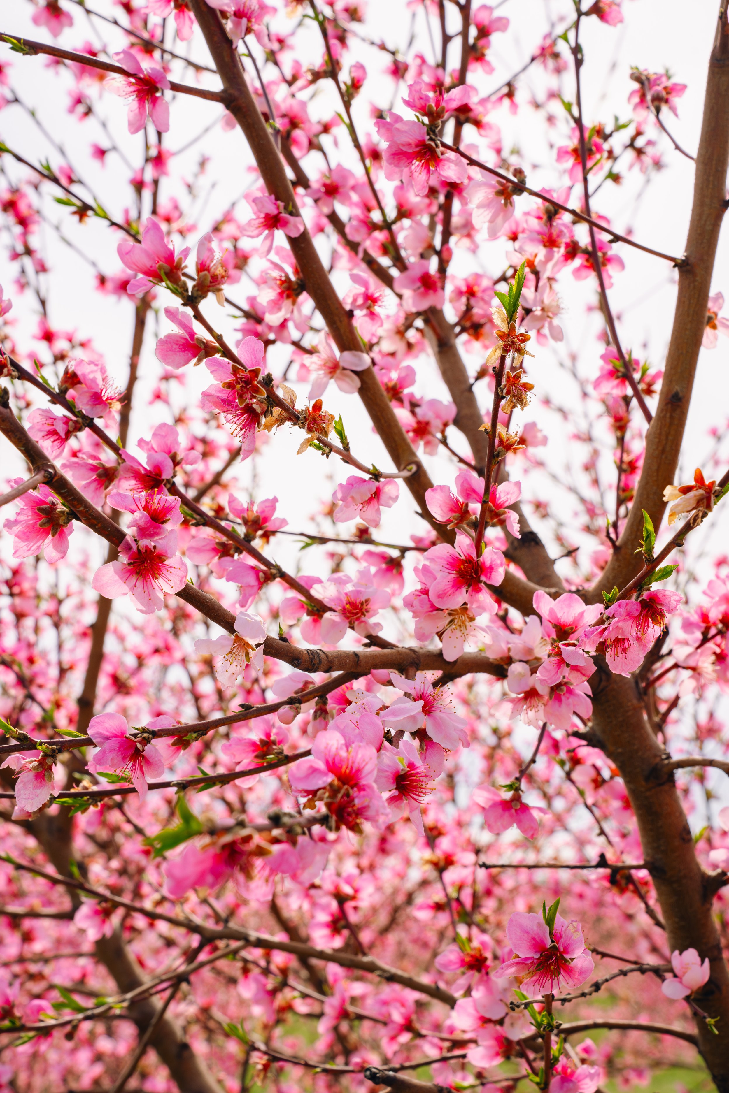 Milstadt Peach Trees (3-23-26)-32.jpg
