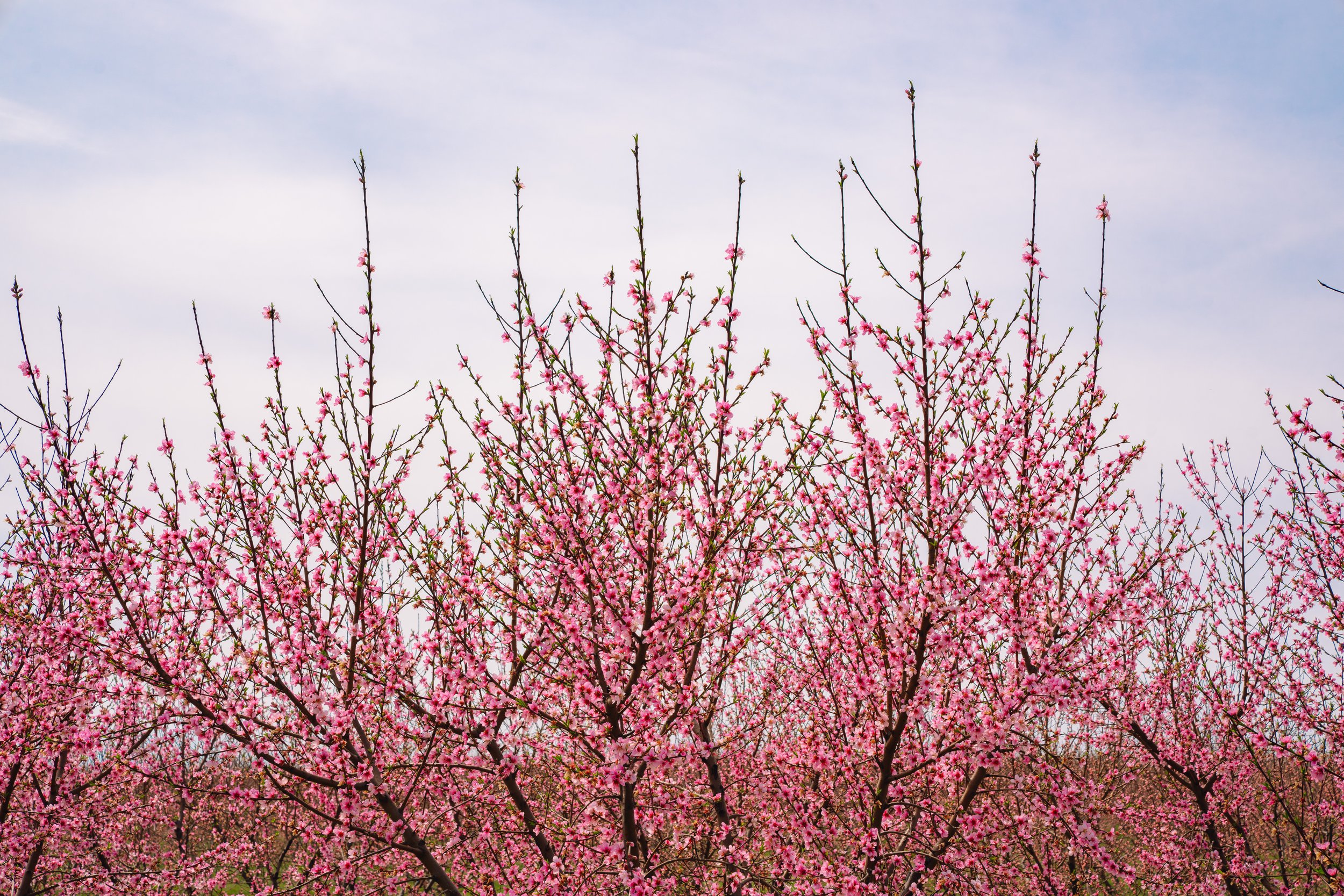 Milstadt Peach Trees (3-23-26)-31.jpg