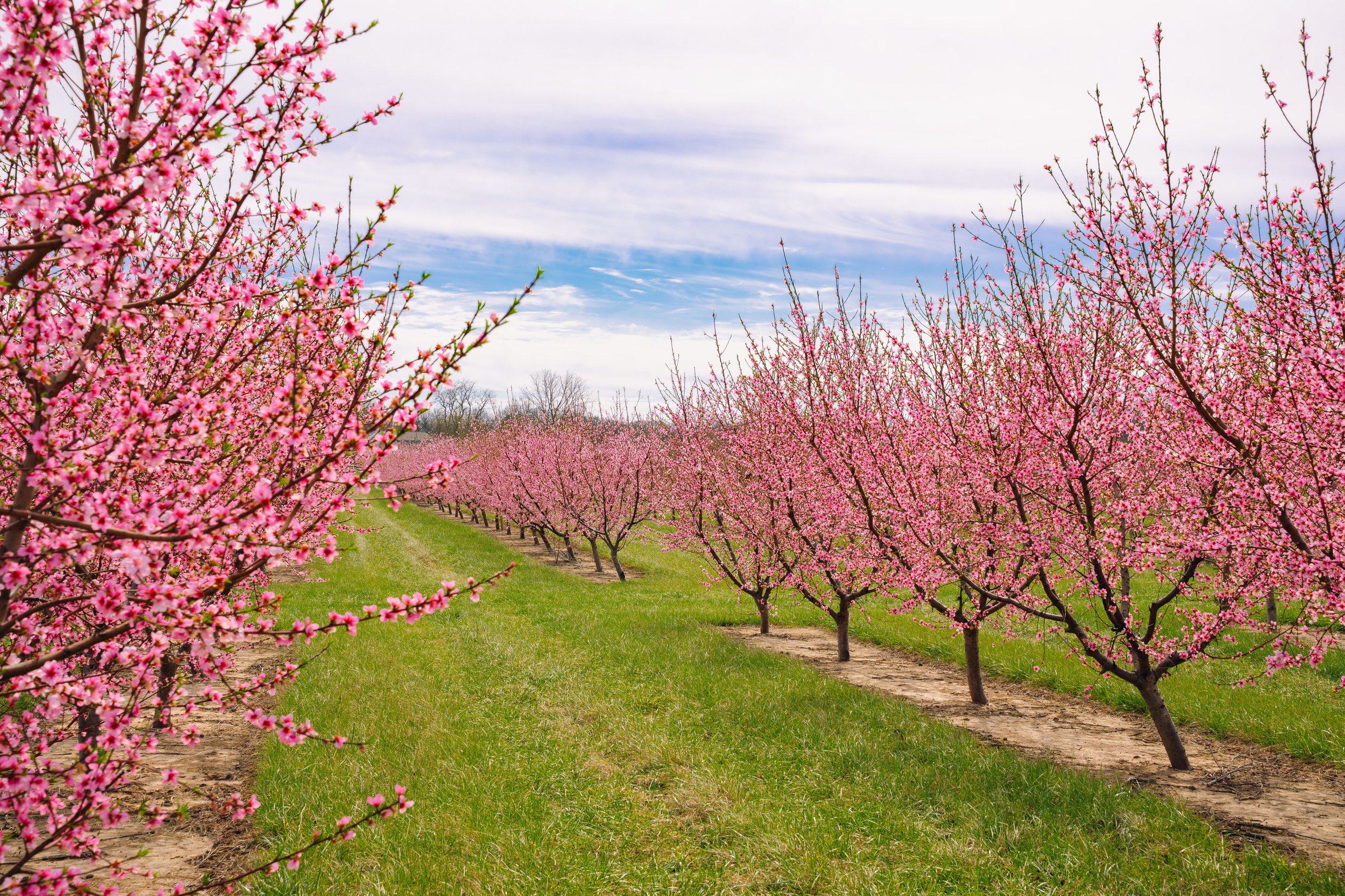 Milstadt Peach Trees (3-23-26)-44.jpg