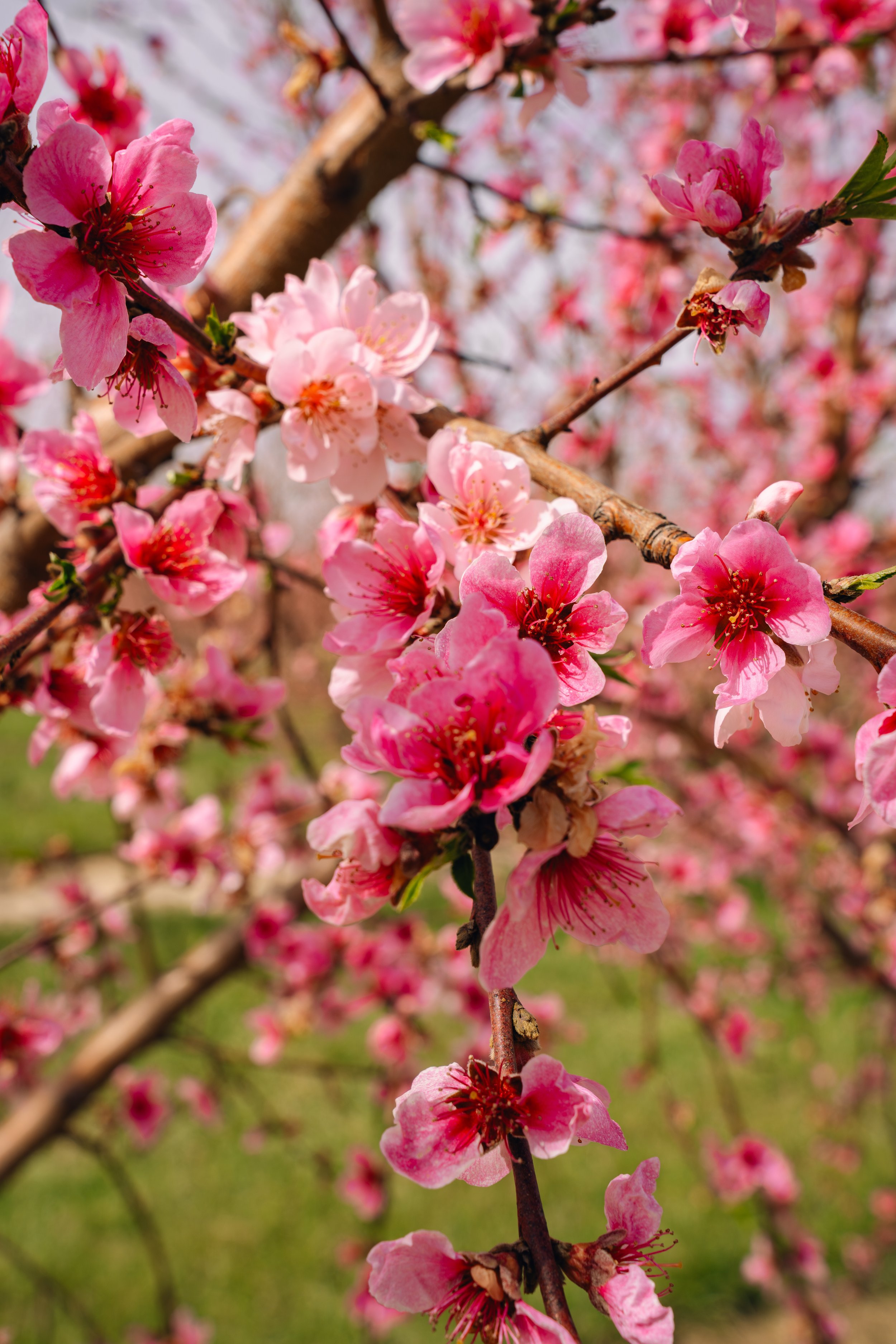 Milstadt Peach Trees (3-23-26)-11.jpg