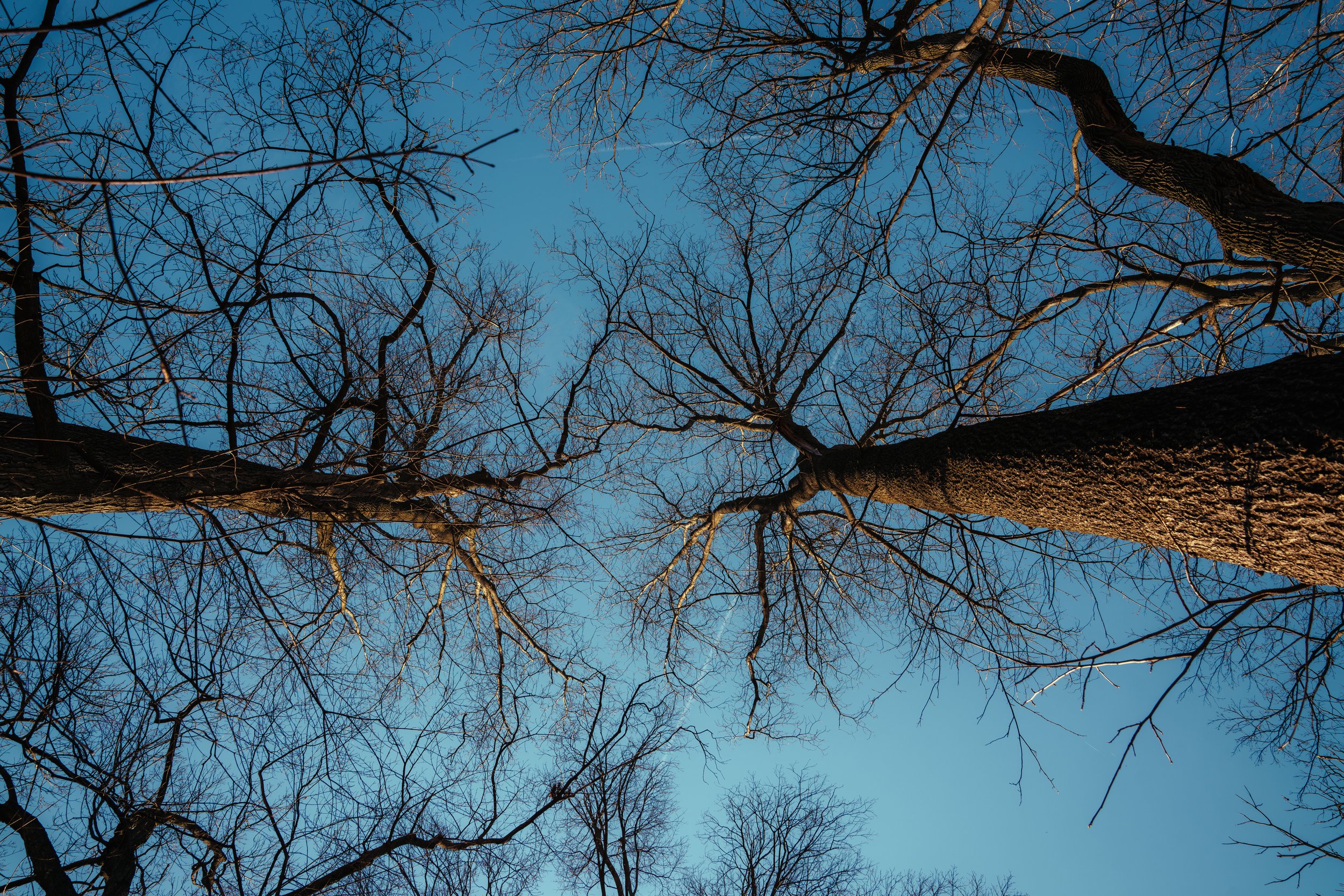 Looking up Trees Color (3-21-26)-1.jpg