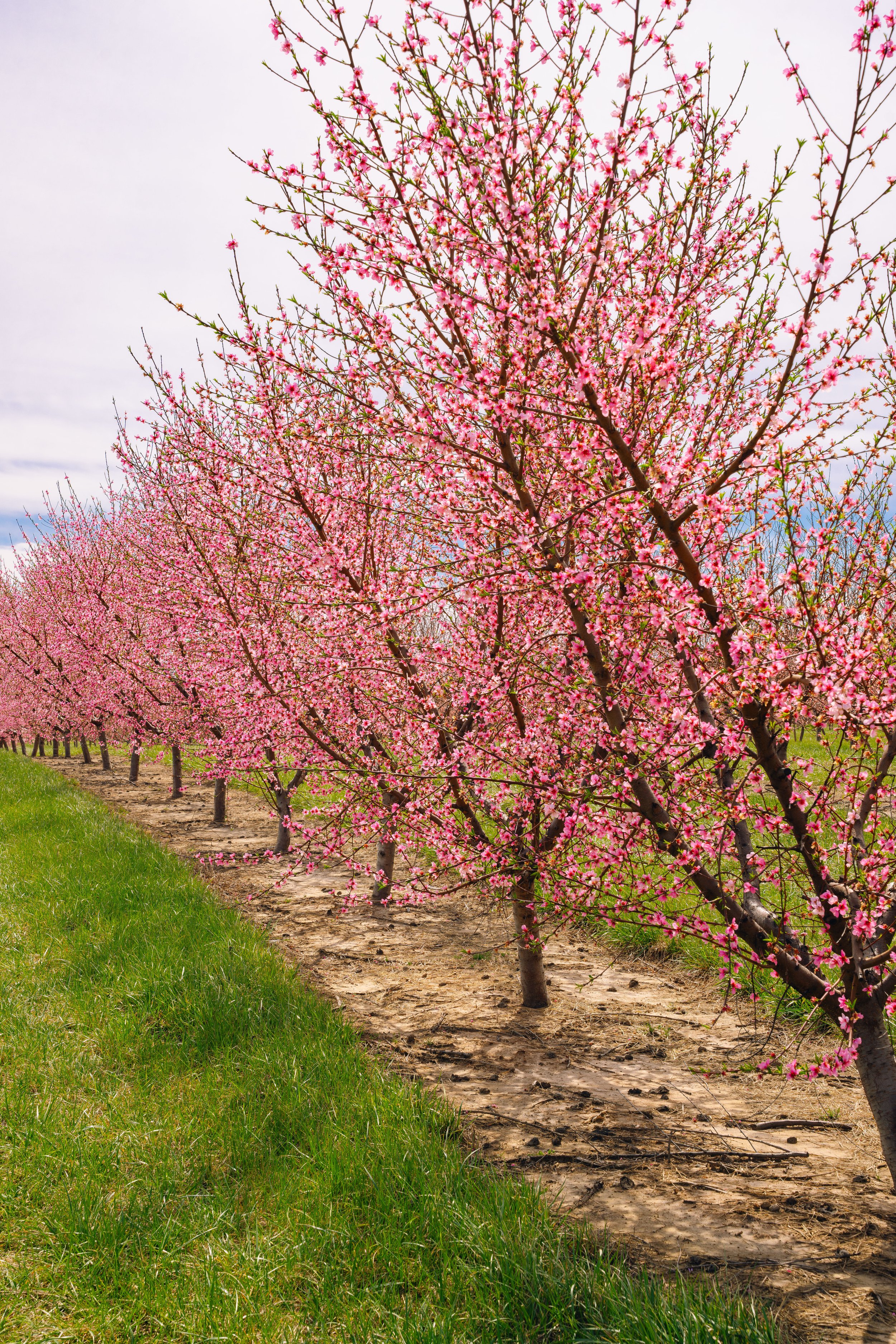Milstadt Peach Trees (3-23-26)-6.jpg