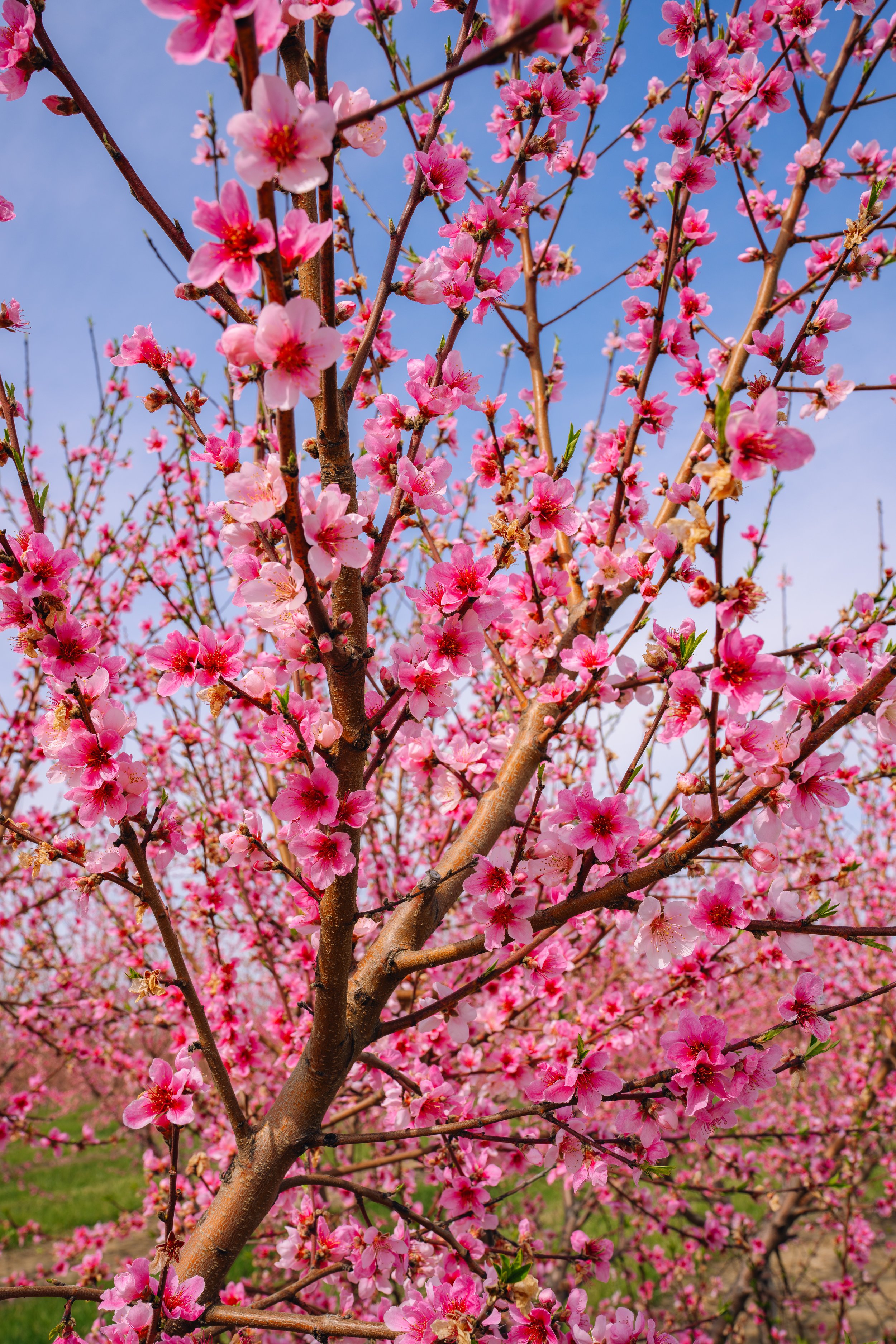 Milstadt Peach Trees (3-23-26)-22.jpg