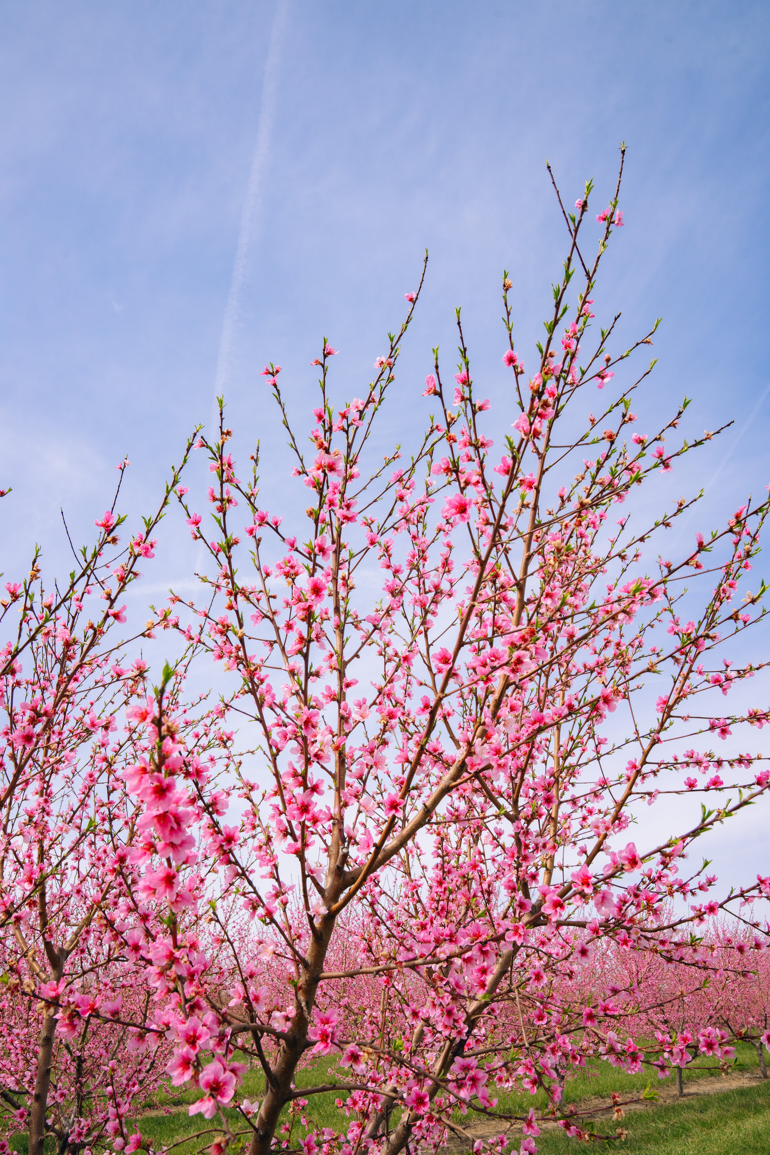 Milstadt Peach Trees (3-23-26)-35.jpg