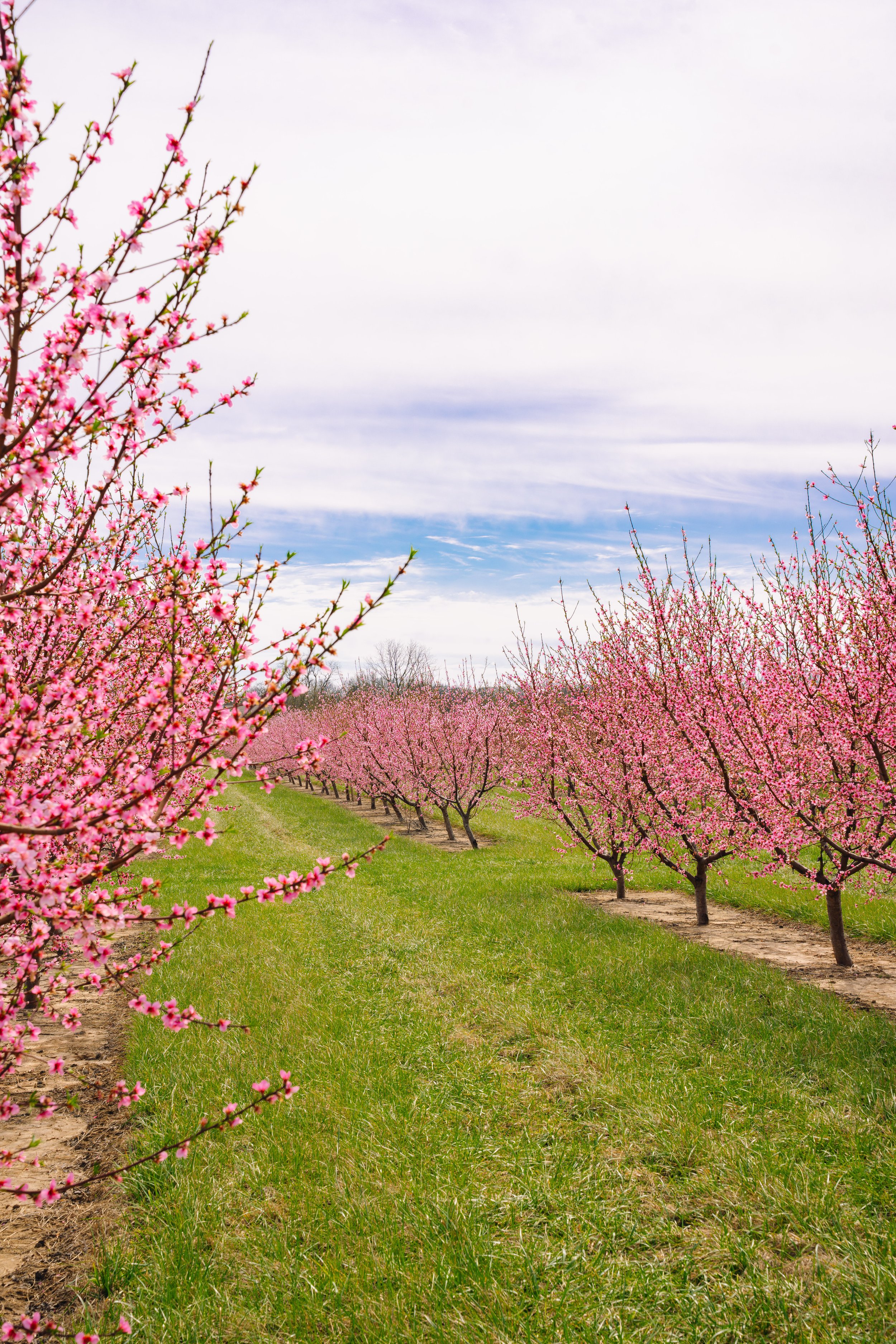 Milstadt Peach Trees (3-23-26)-45.jpg