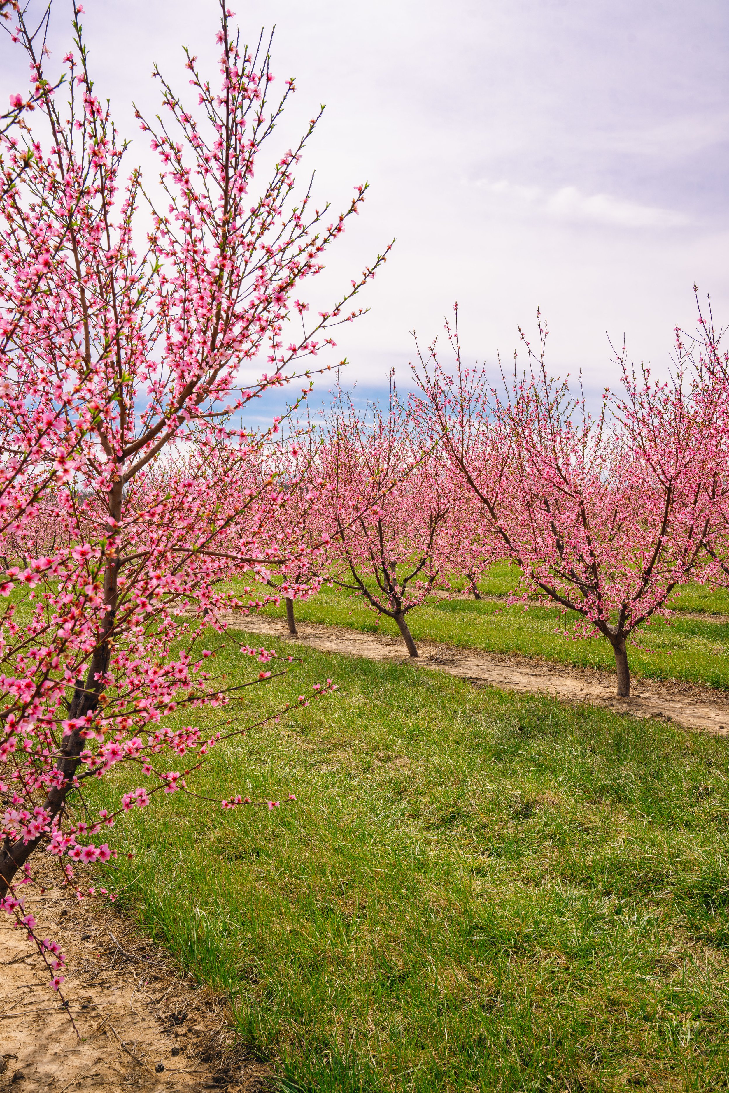 Milstadt Peach Trees (3-23-26)-29.jpg