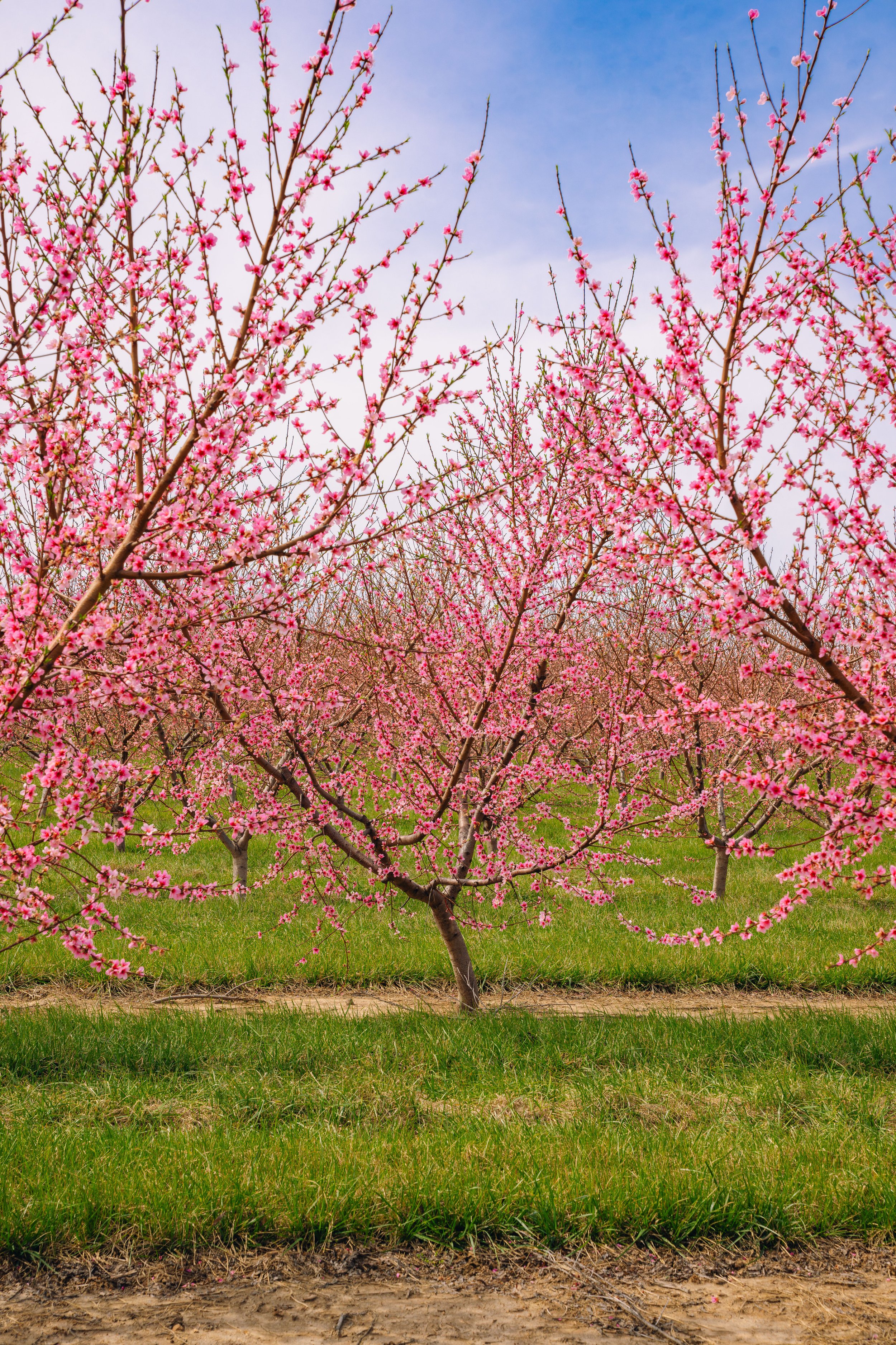 Milstadt Peach Trees (3-23-26)-43.jpg