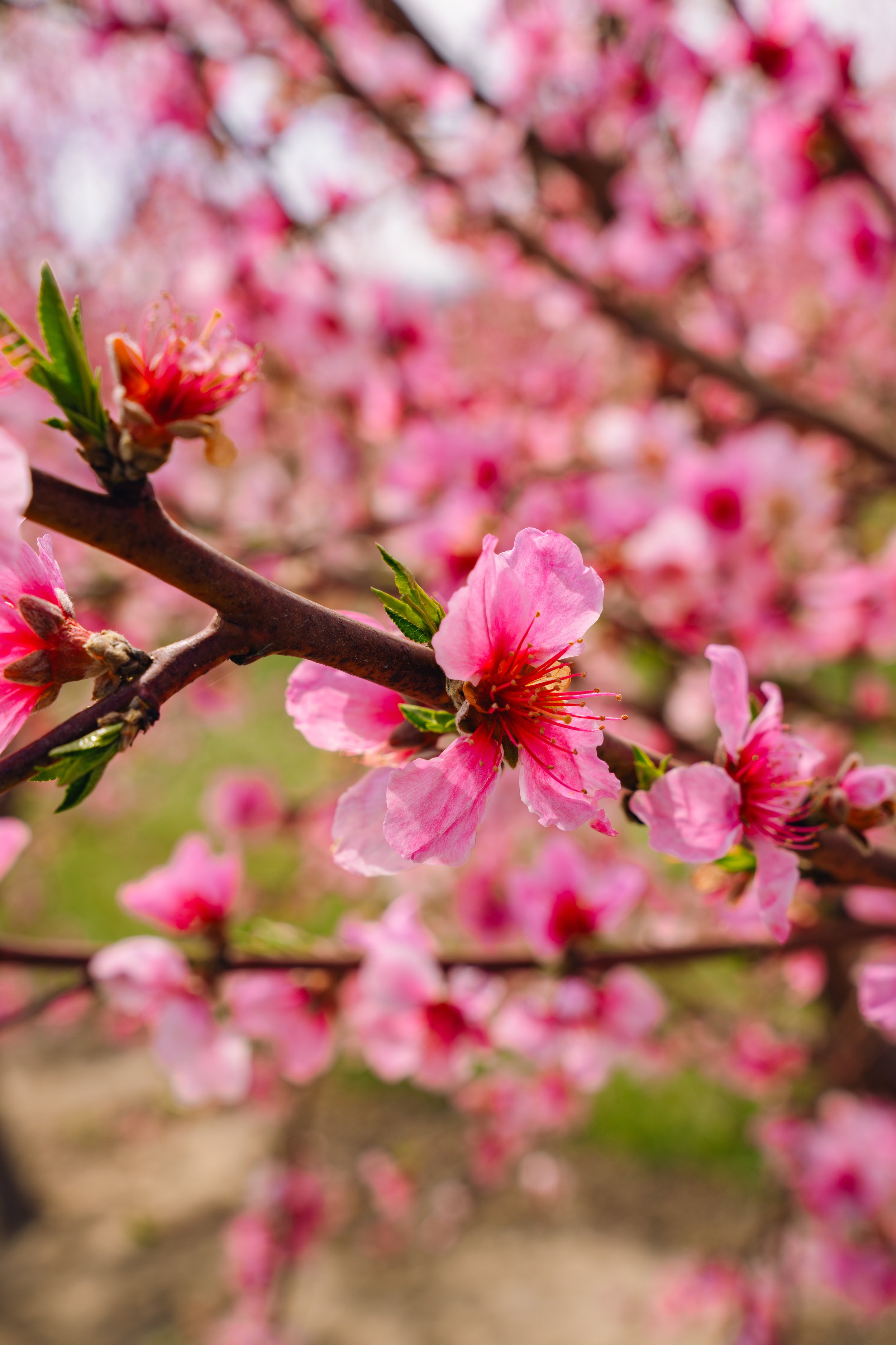 Milstadt Peach Trees (3-23-26)-39.jpg