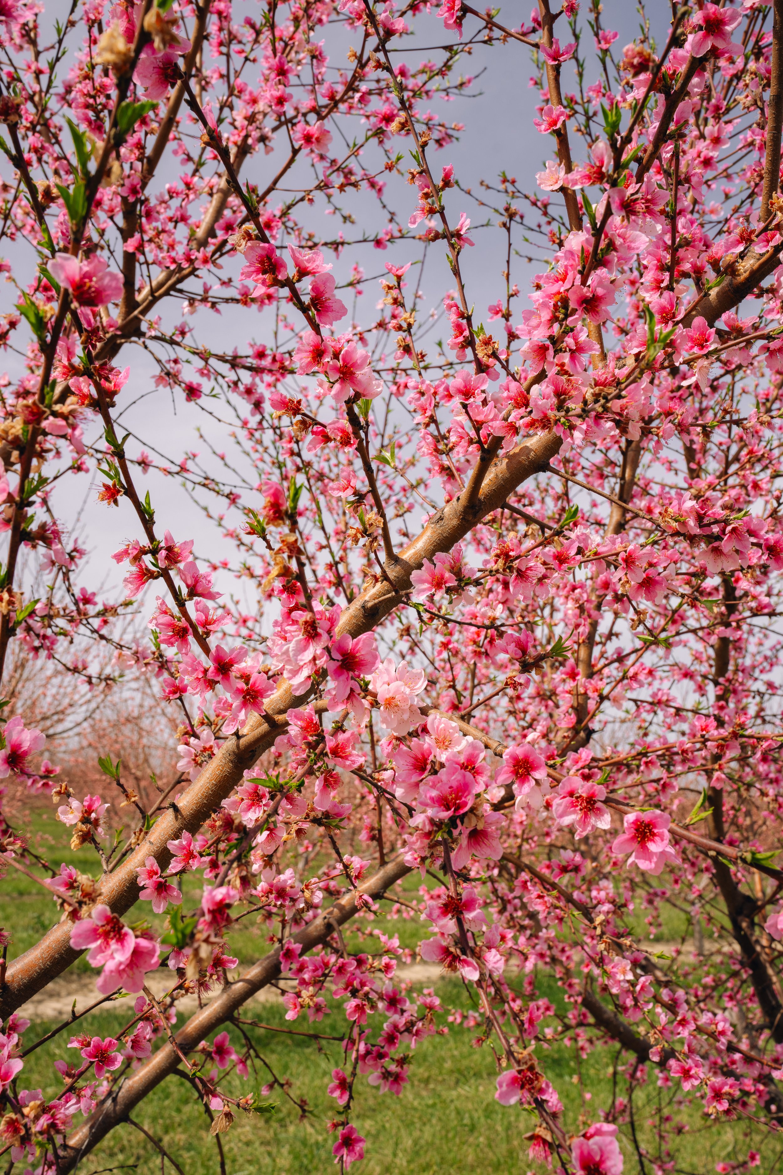 Milstadt Peach Trees (3-23-26)-9.jpg