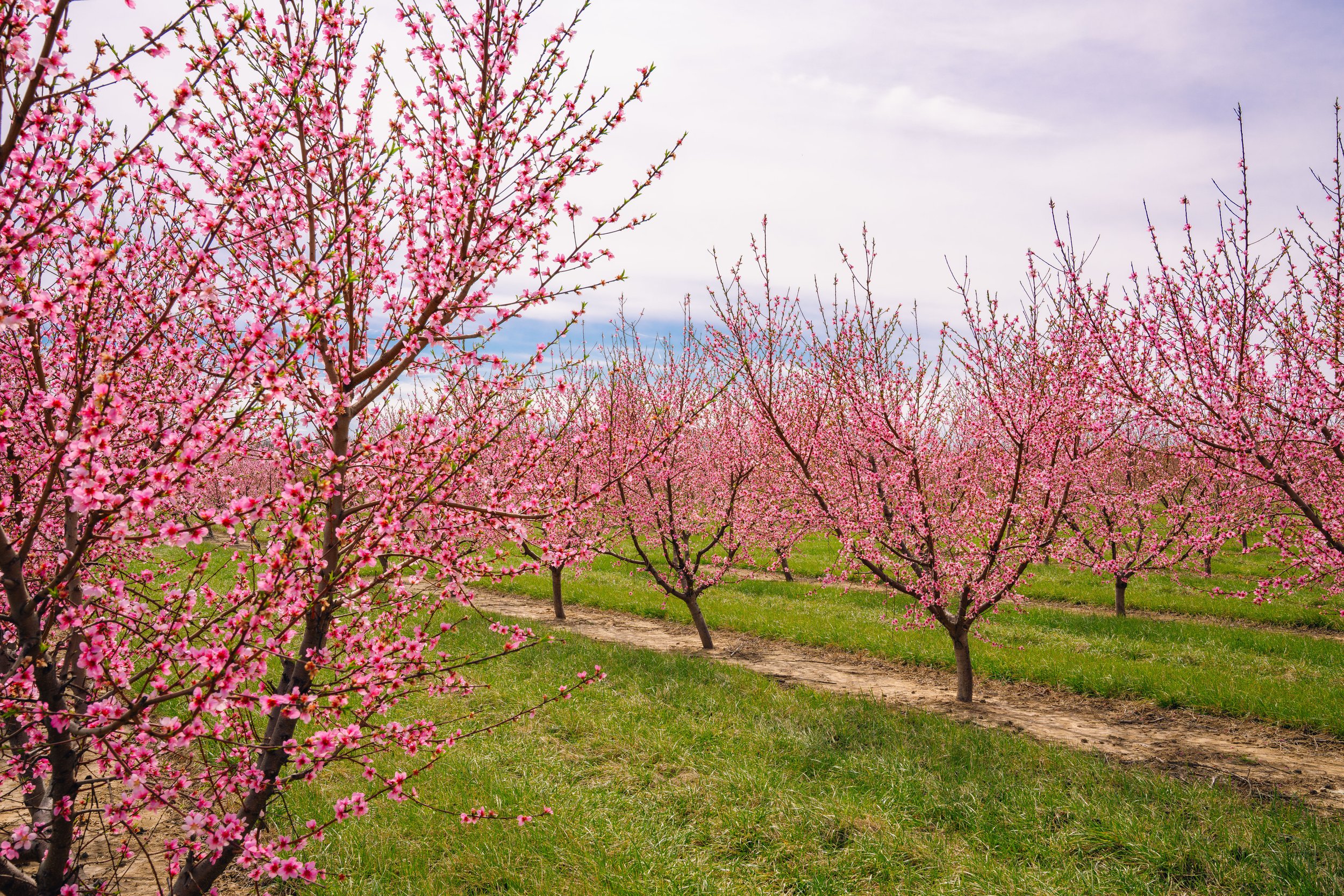 Milstadt Peach Trees (3-23-26)-30.jpg