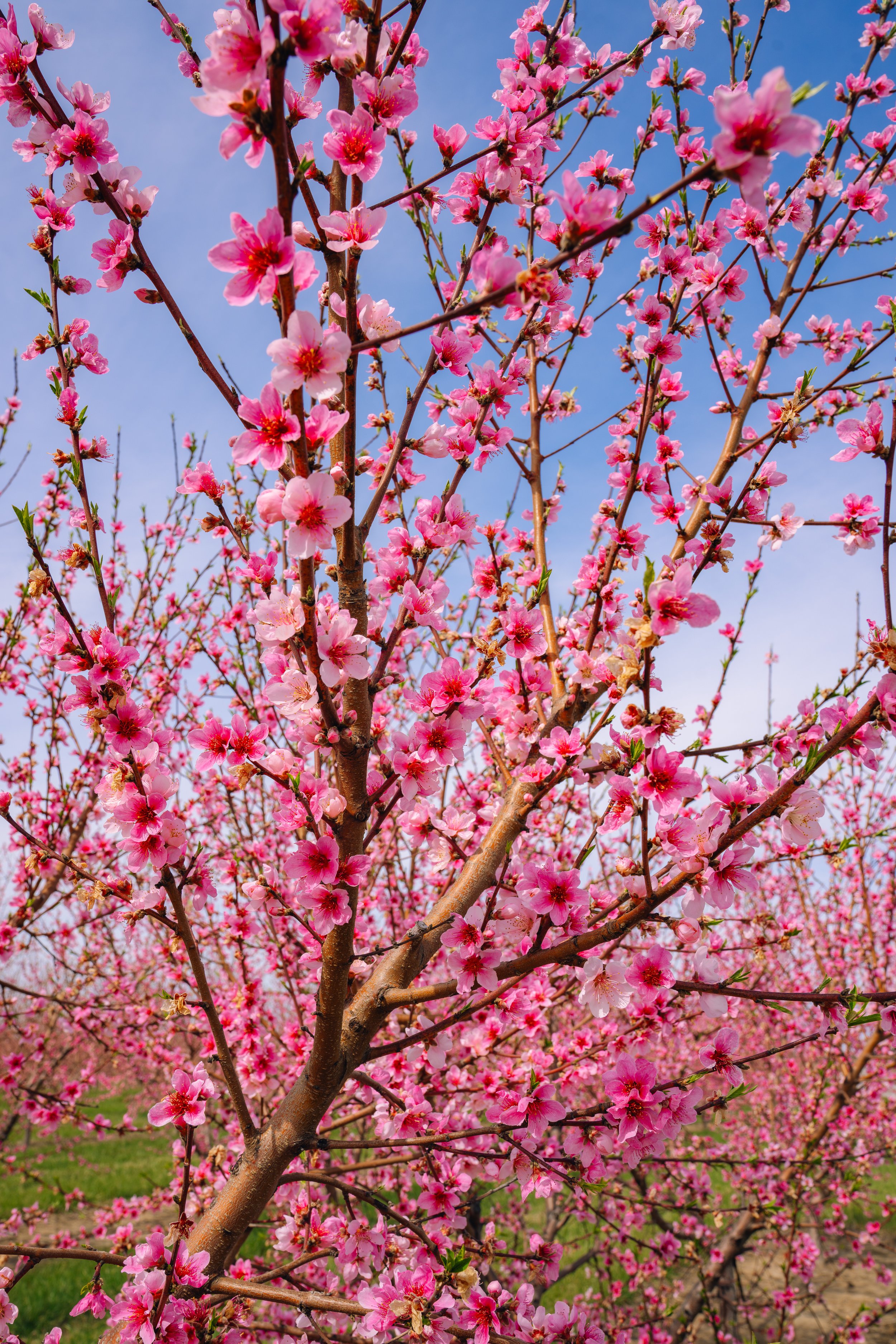 Milstadt Peach Trees (3-23-26)-23.jpg