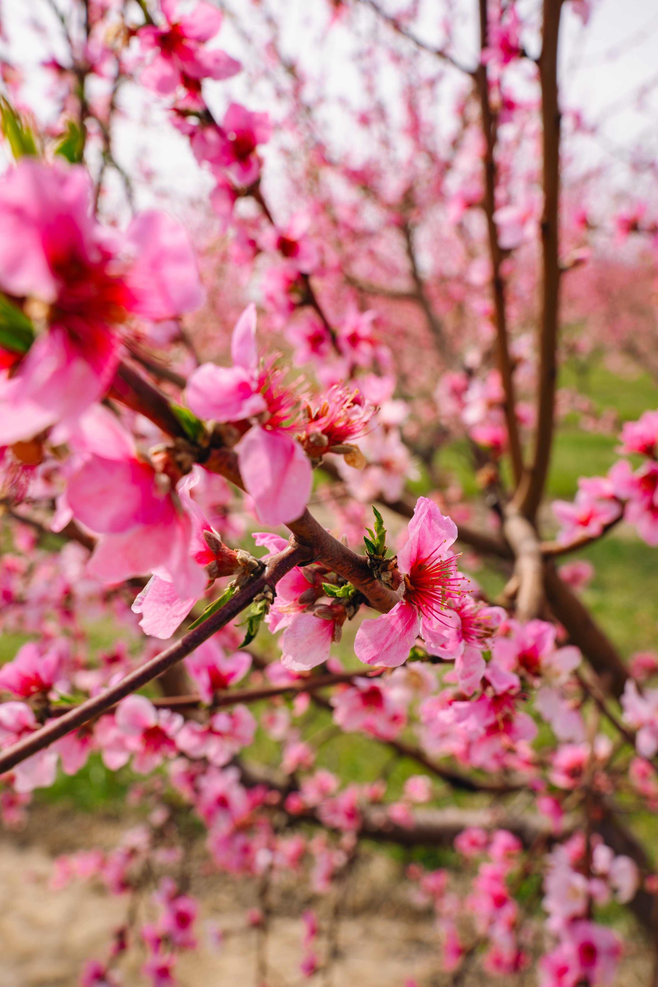 Milstadt Peach Trees (3-23-26)-40.jpg