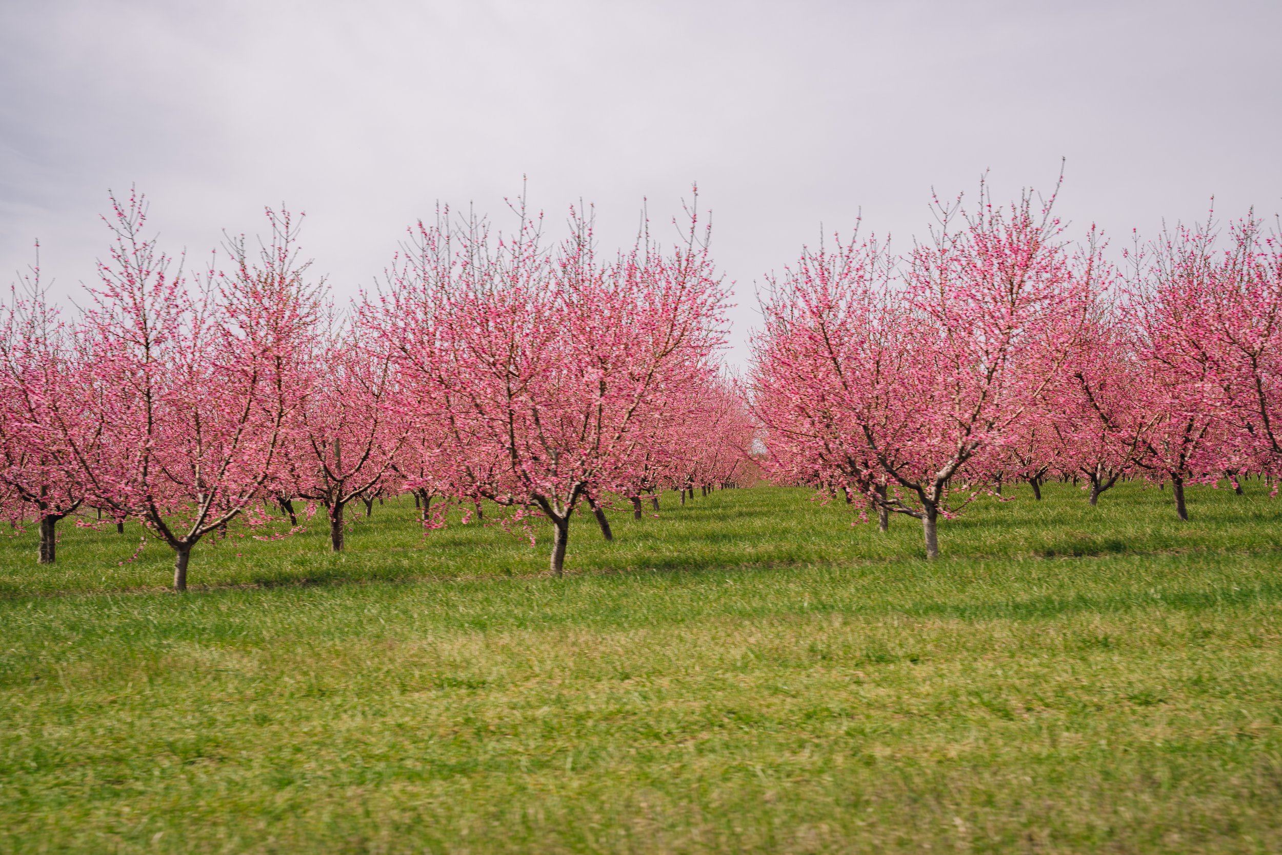 Milstadt Peach Trees (3-23-26)-2.jpg