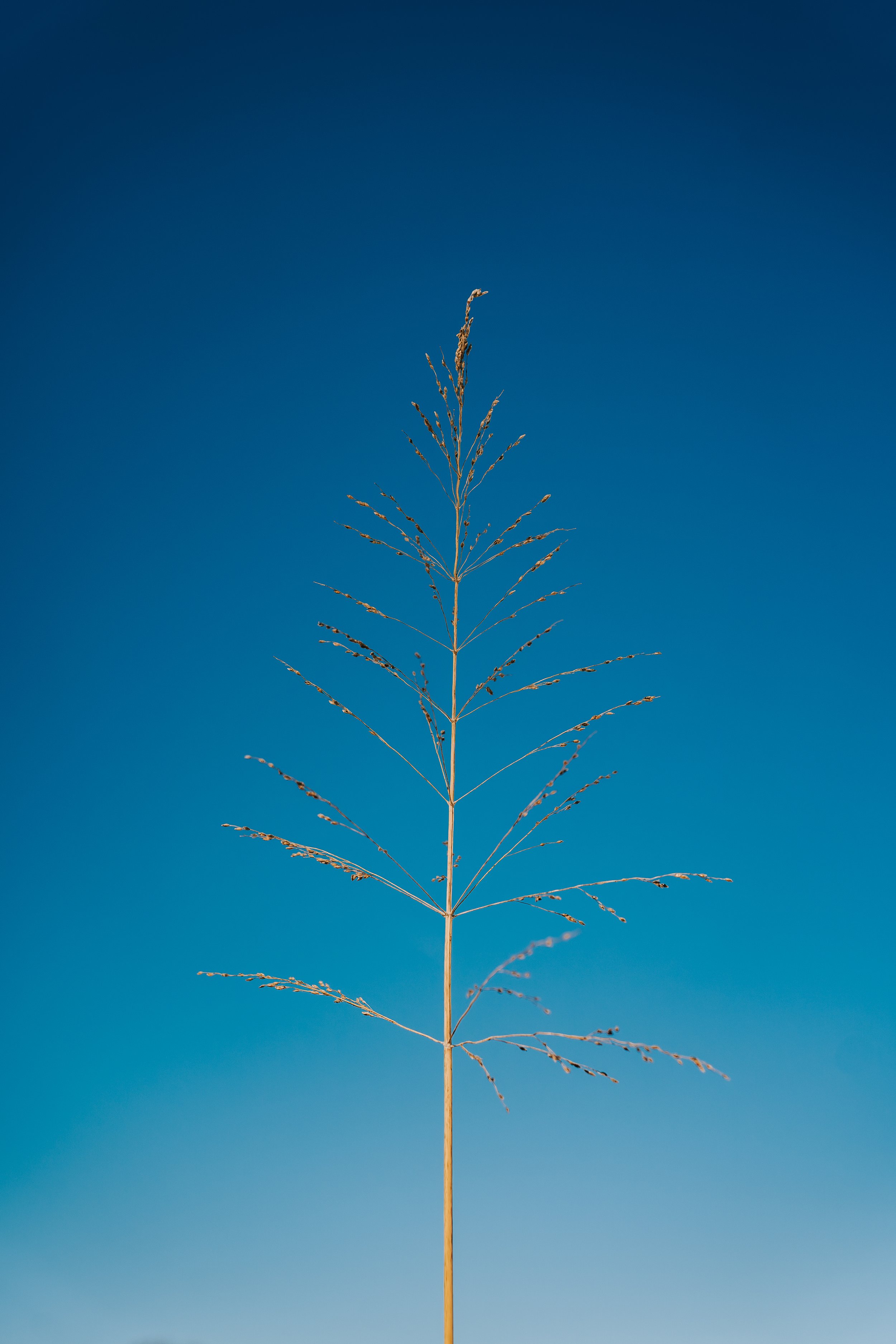 Blue Grain (11-12-19) (WEBSITE)-1.jpg
